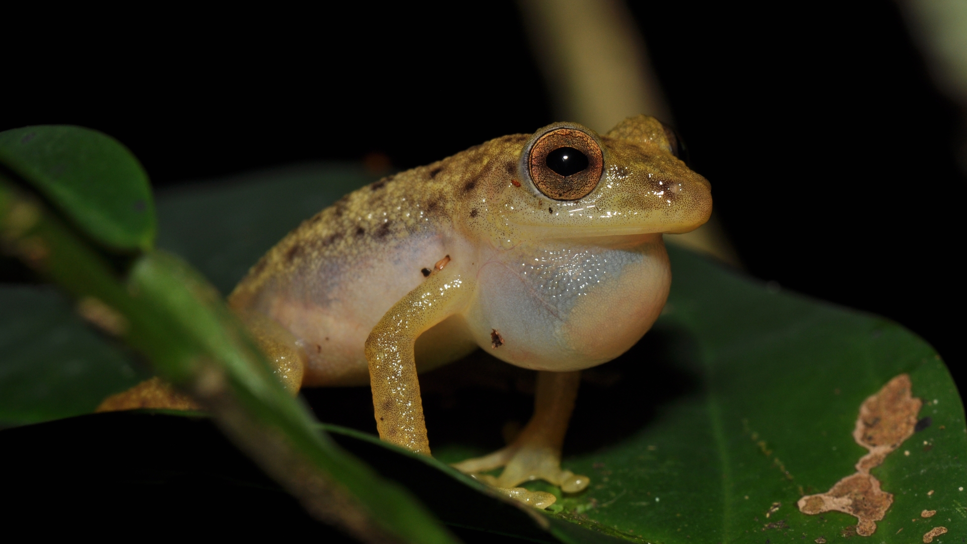 Congolius_robustus_DRC (c) Václav Gvoždík