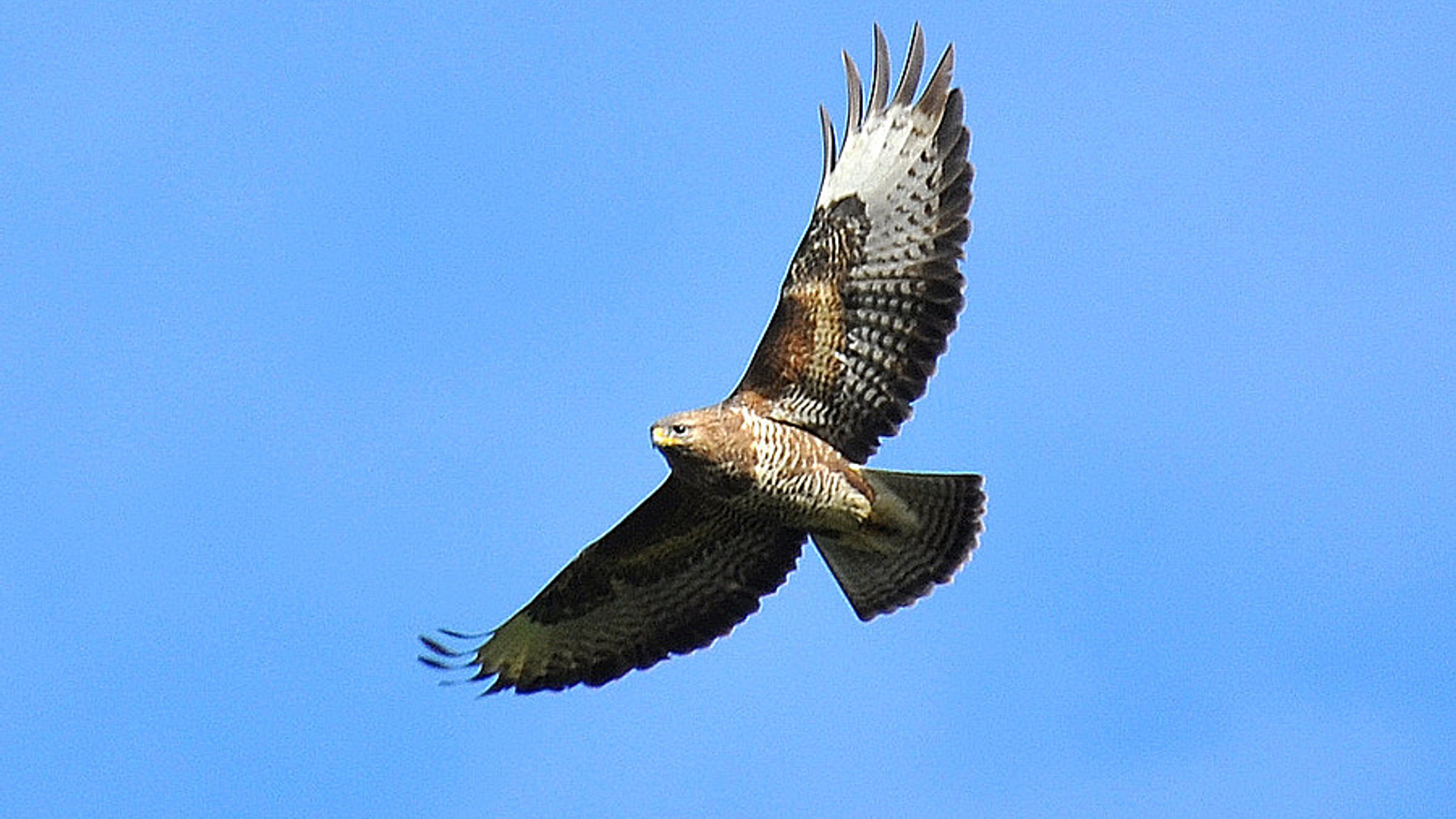 buizerd_24.jpg