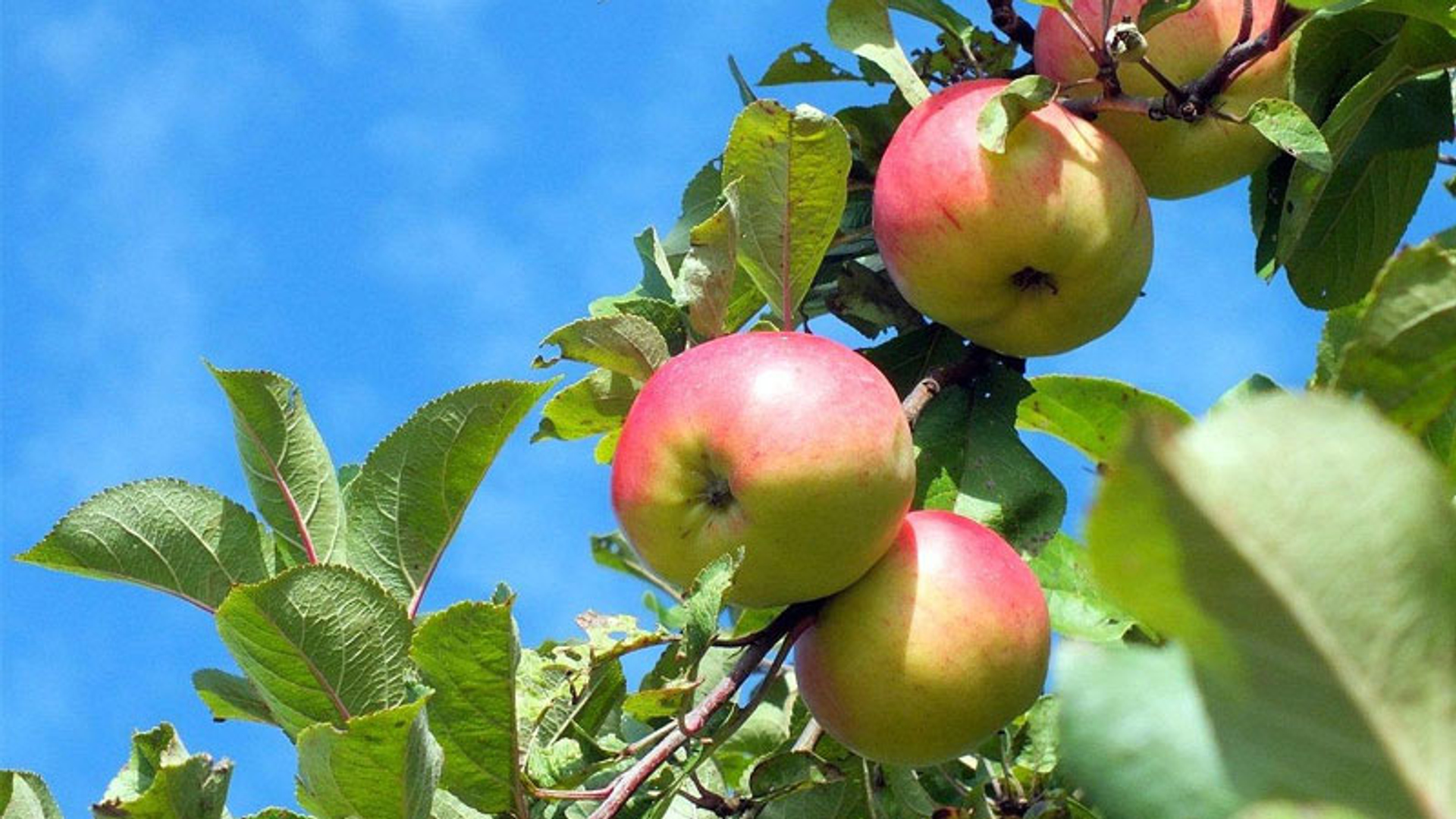 fruitboom-spot.jpg