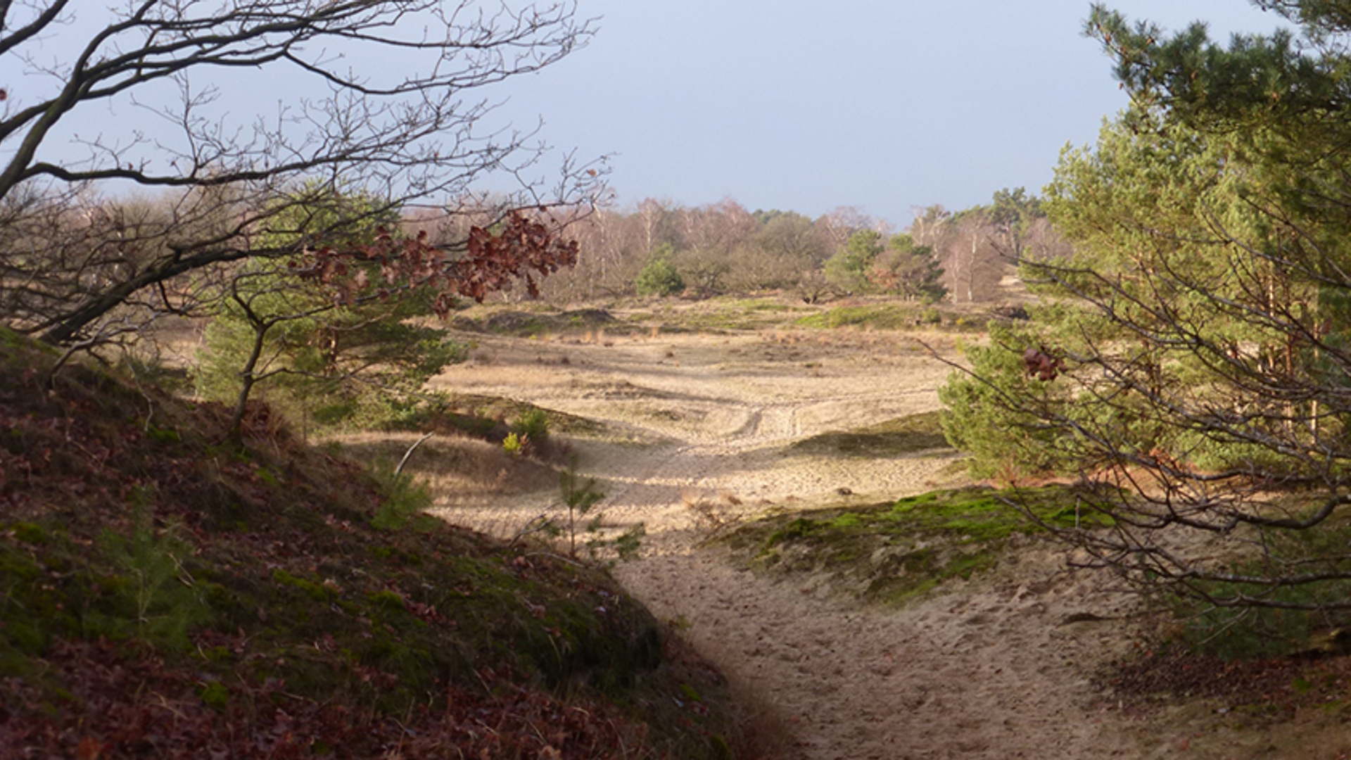 Loonse_en_drunense_duinen