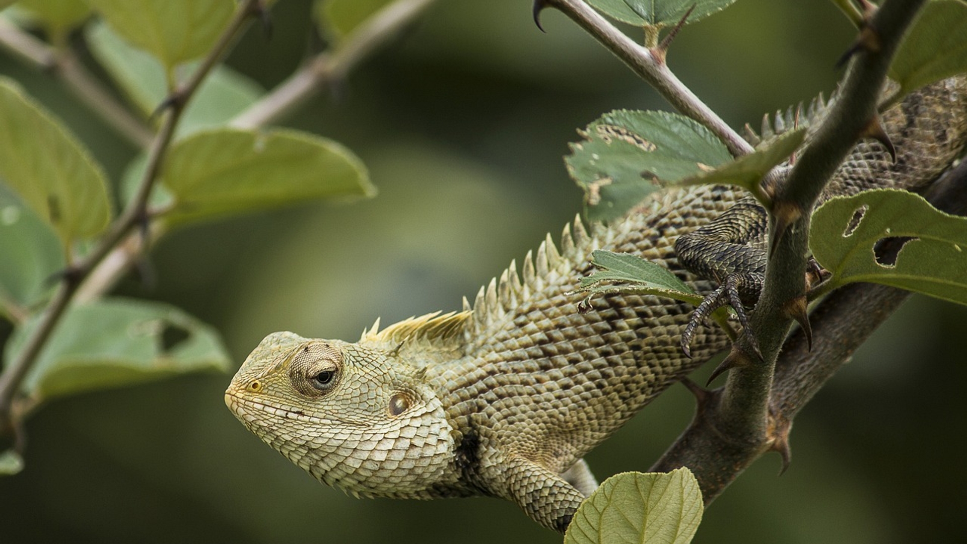 oriental-garden-lizard-7002565_1280