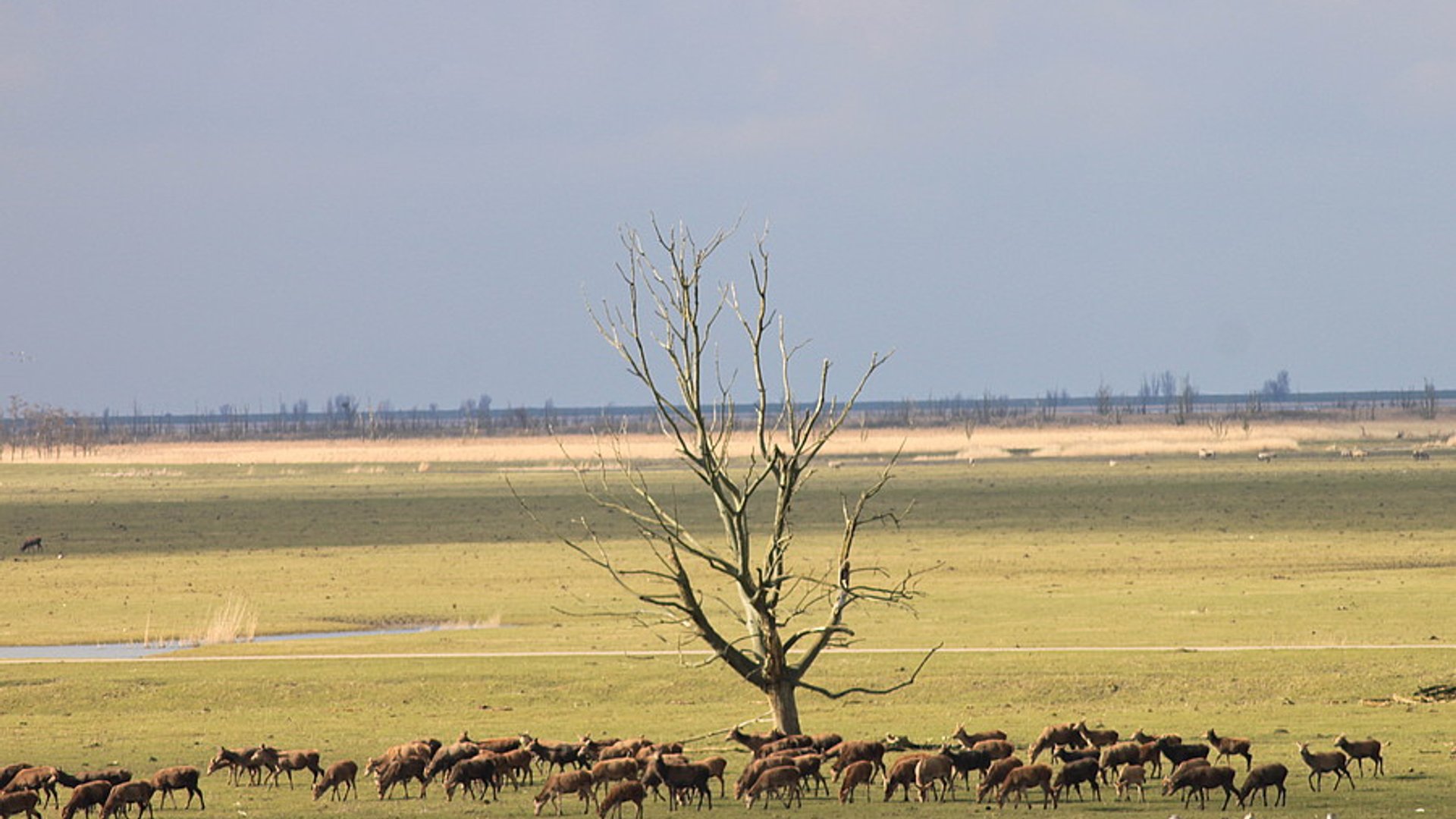 Oostvaardersplassen_09.jpg