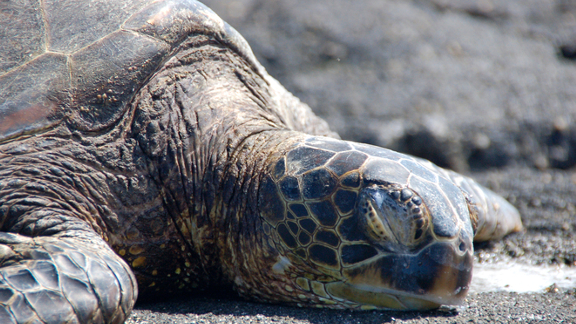 sea-turtle-1-1366254.jpg