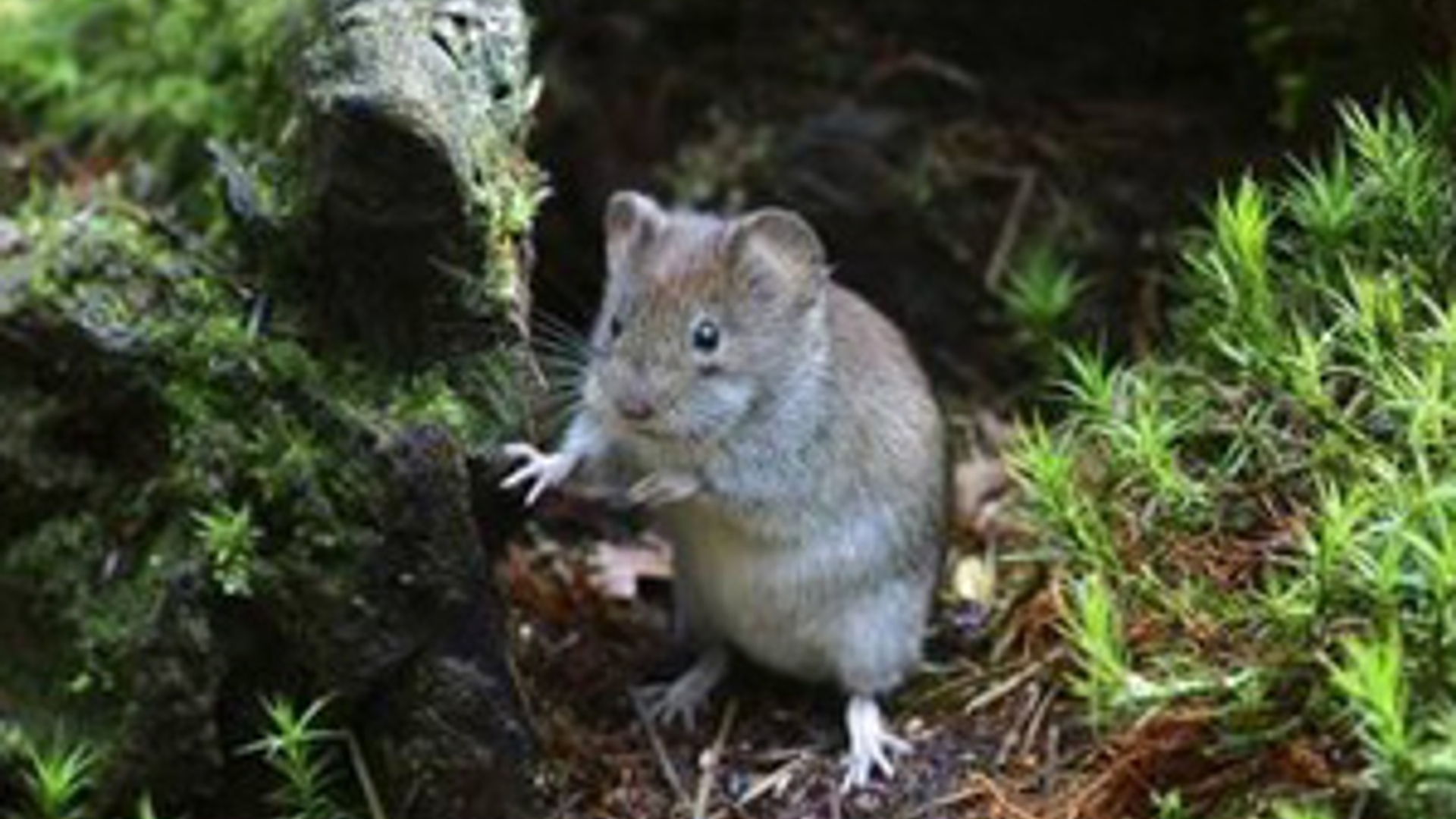rosse-woelmuis.jpg