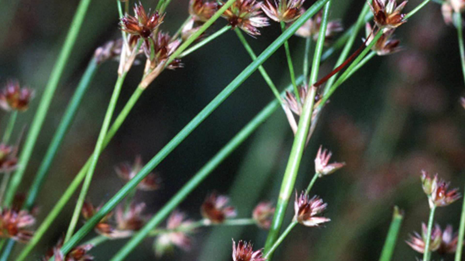 Amerikaanse rus Juncus acuminatus groot