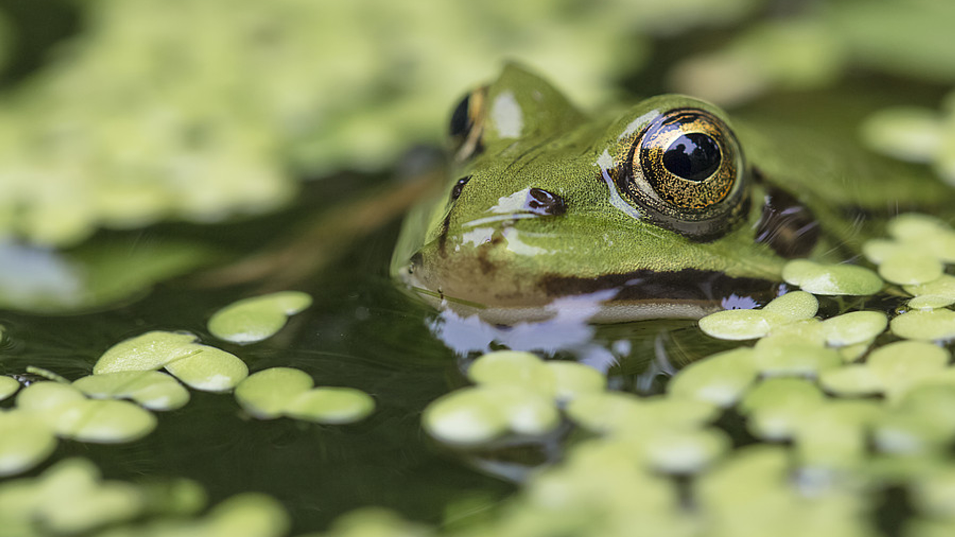 groene_kikker.jpg