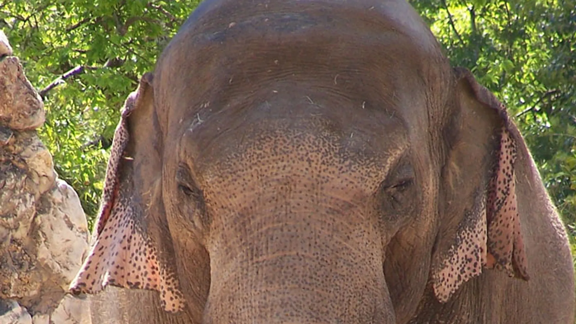 olifant_12.jpg