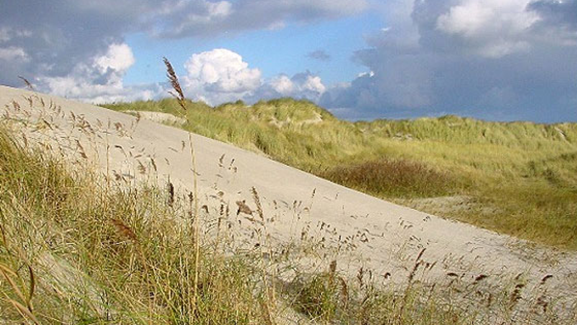 ameland.jpg