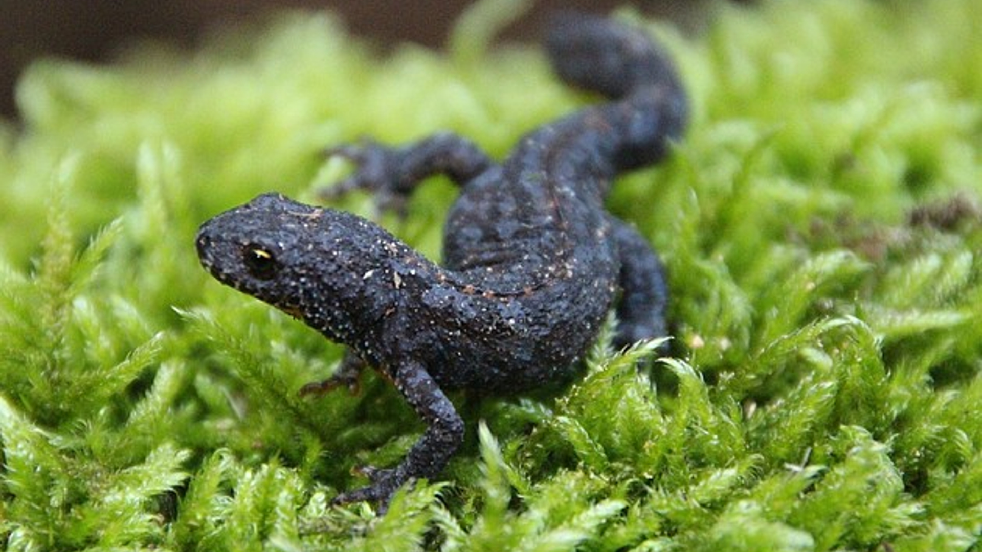 Alpenwatersalamander_Mauricevandoor.jpg