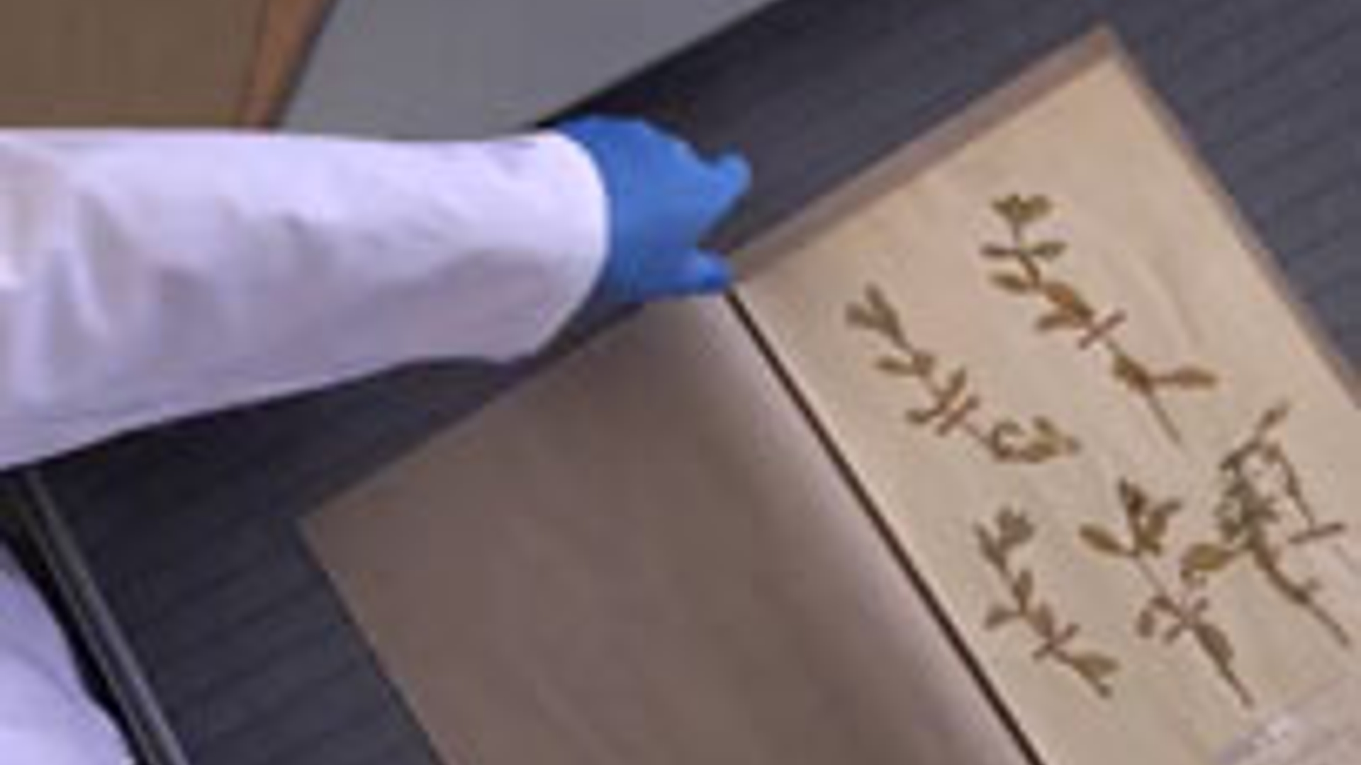 herbarium.jpg