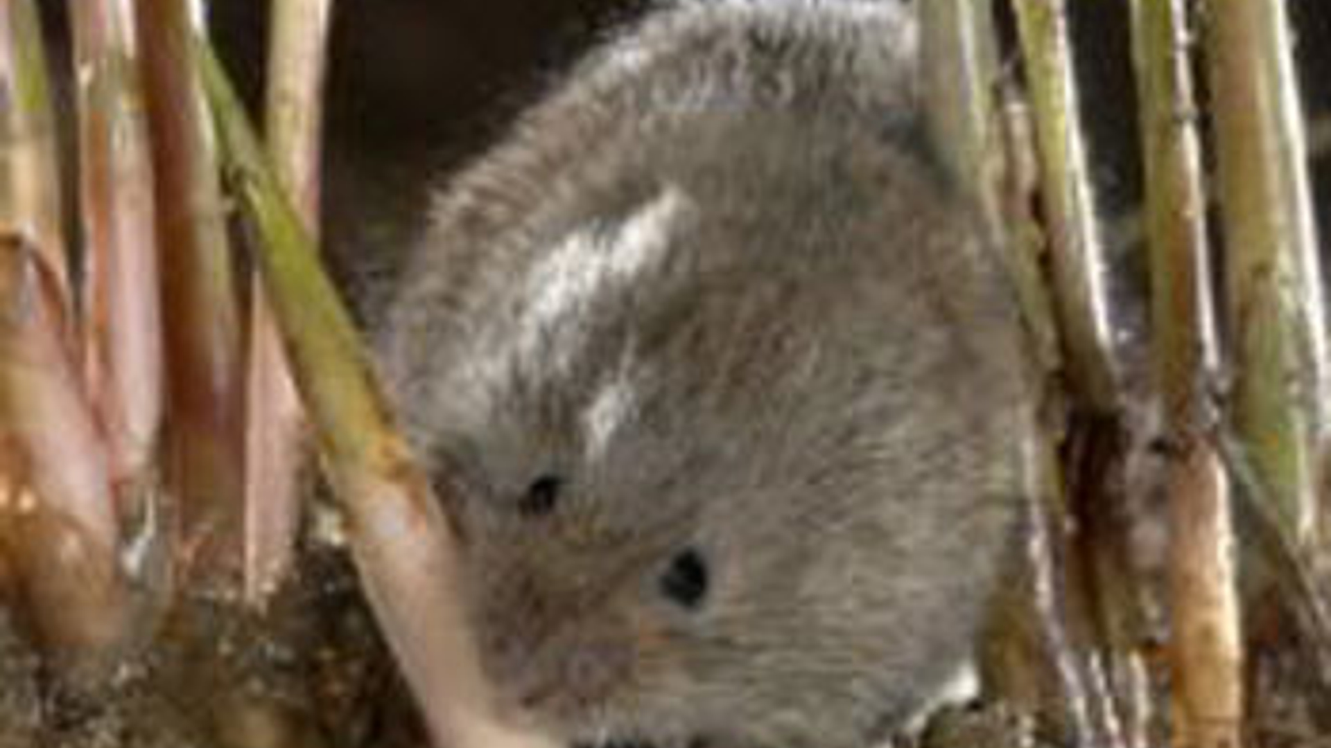 Noordse-woelmuis.jpg