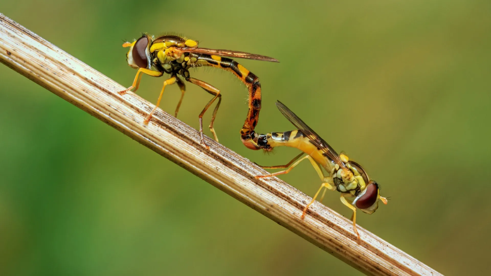 parende_zweefvliegen_57e37a7aa73a3_large