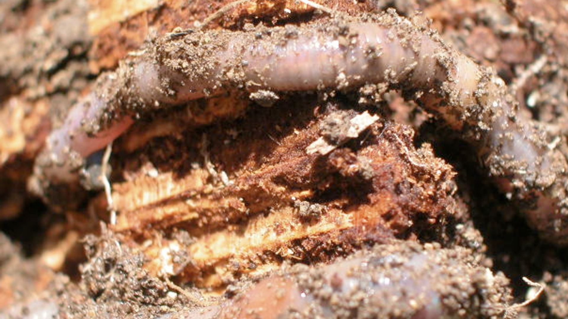regenworm_in_compost_2.png
