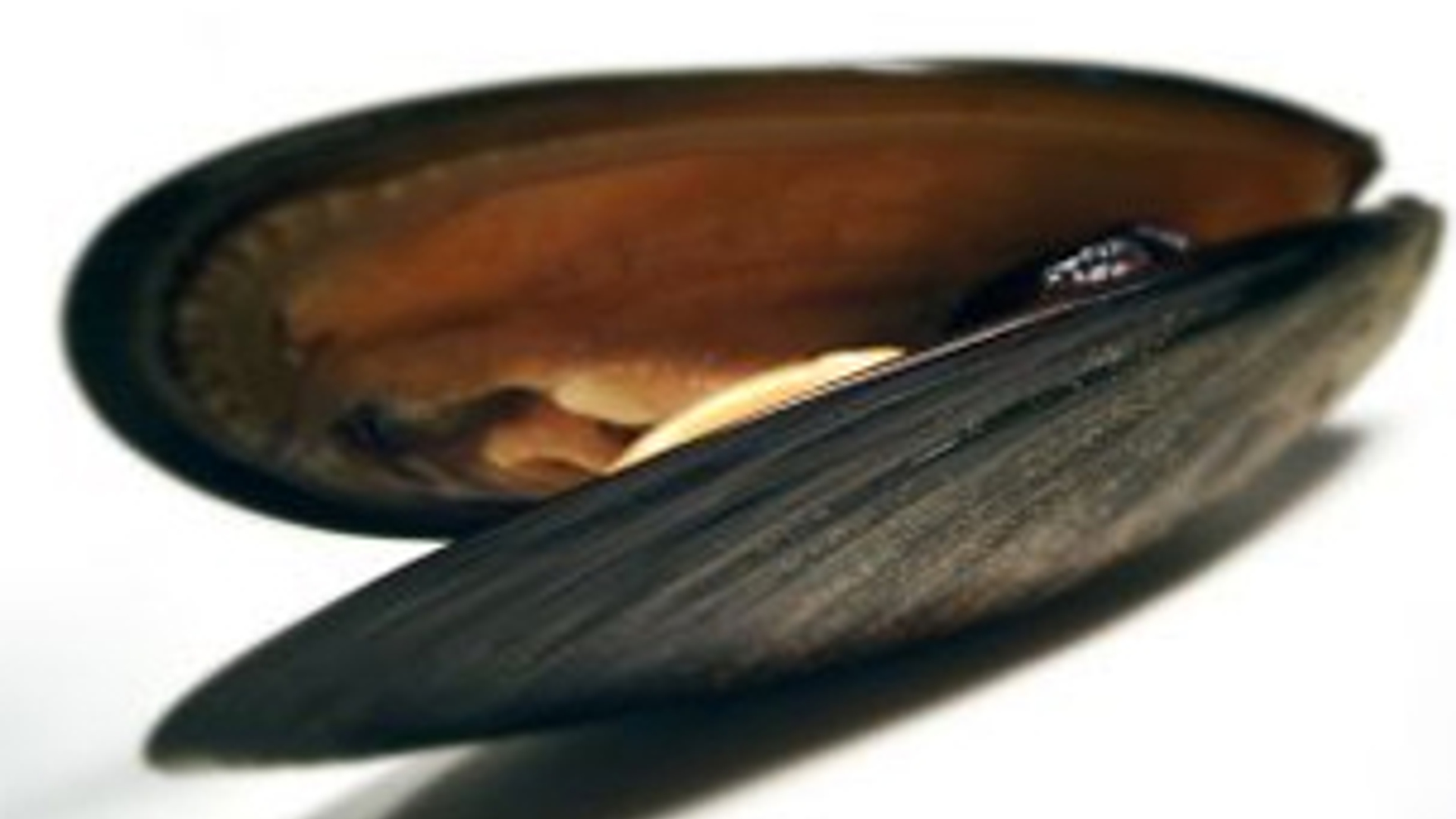 mossel_12.jpg