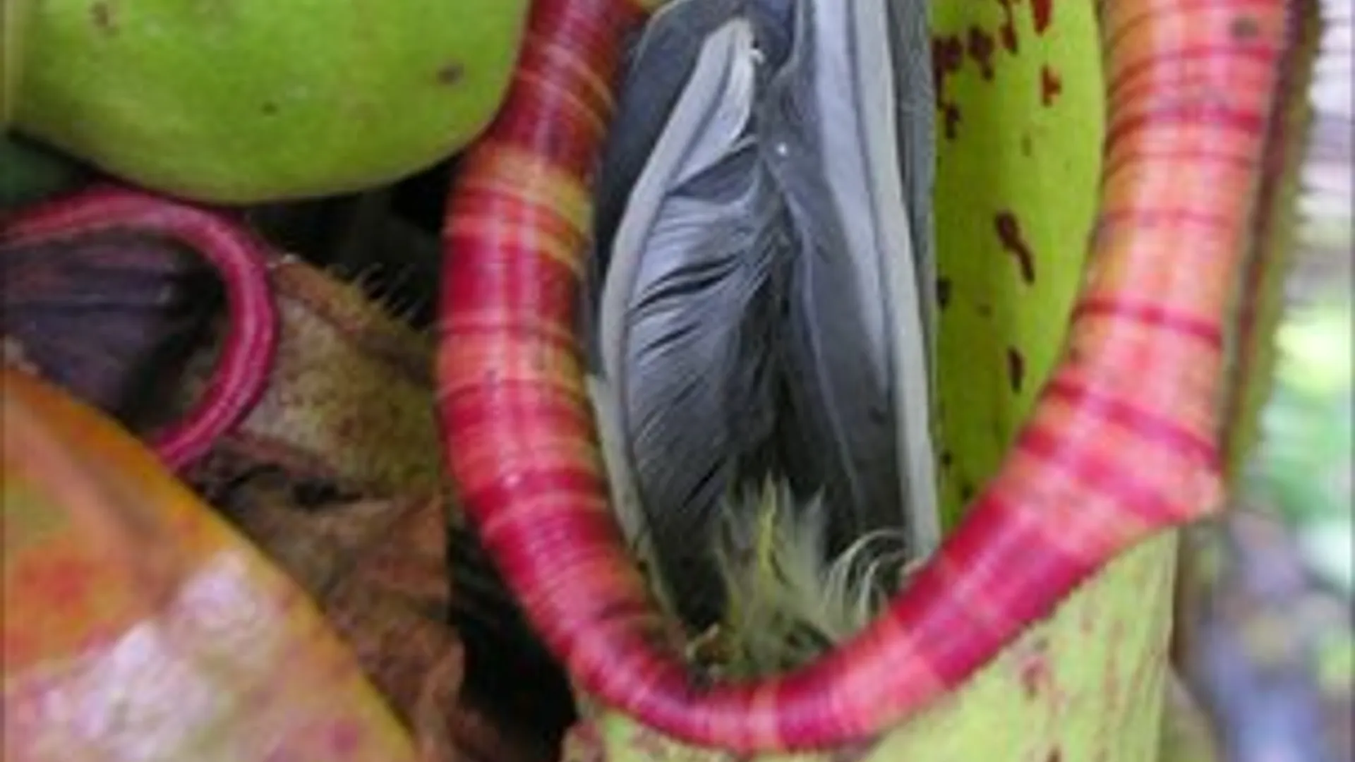 koolmees_in_vleesetende_plant.jpg