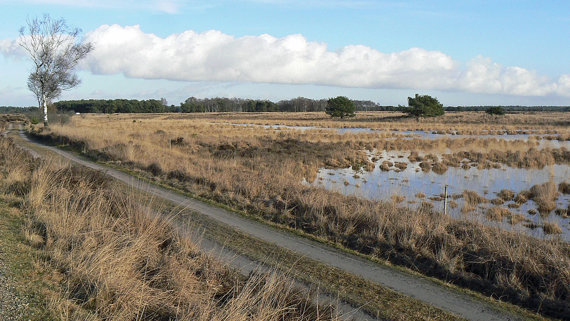 strabrechtse_heide.jpg