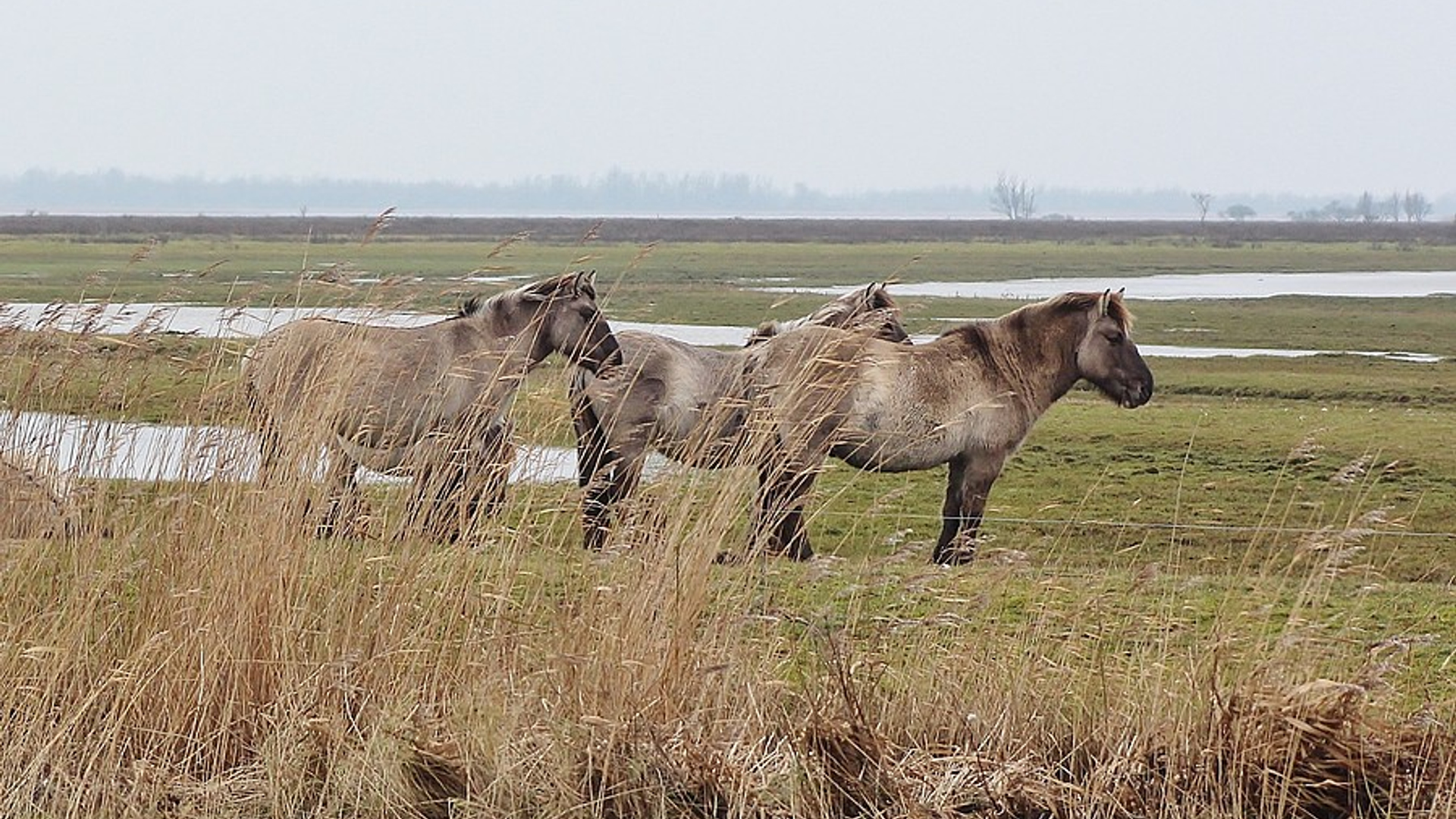 konik_04.jpg