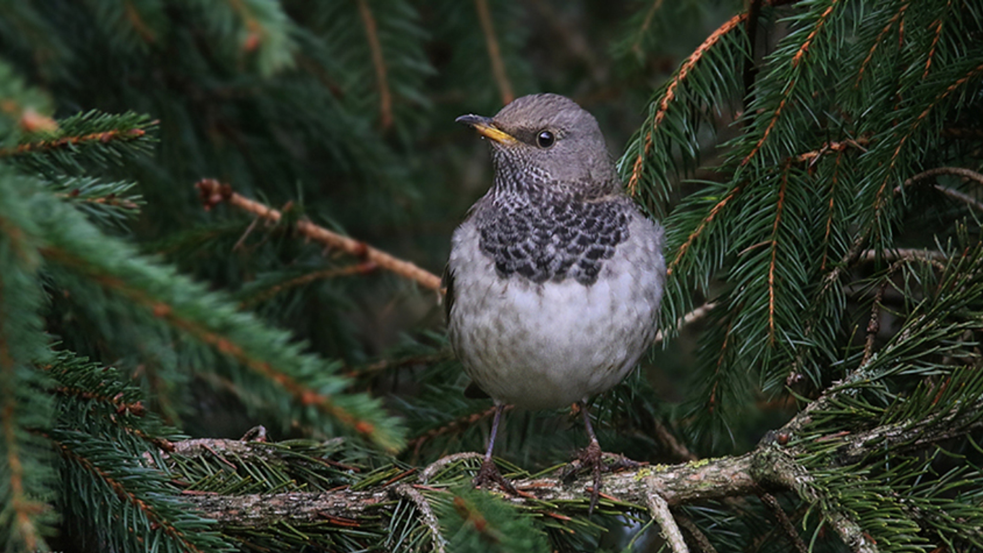 Zwartkeellijster1_ThijsGlastra
