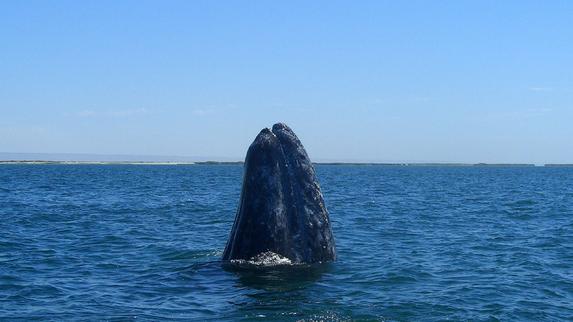grijzewalvis.jpg