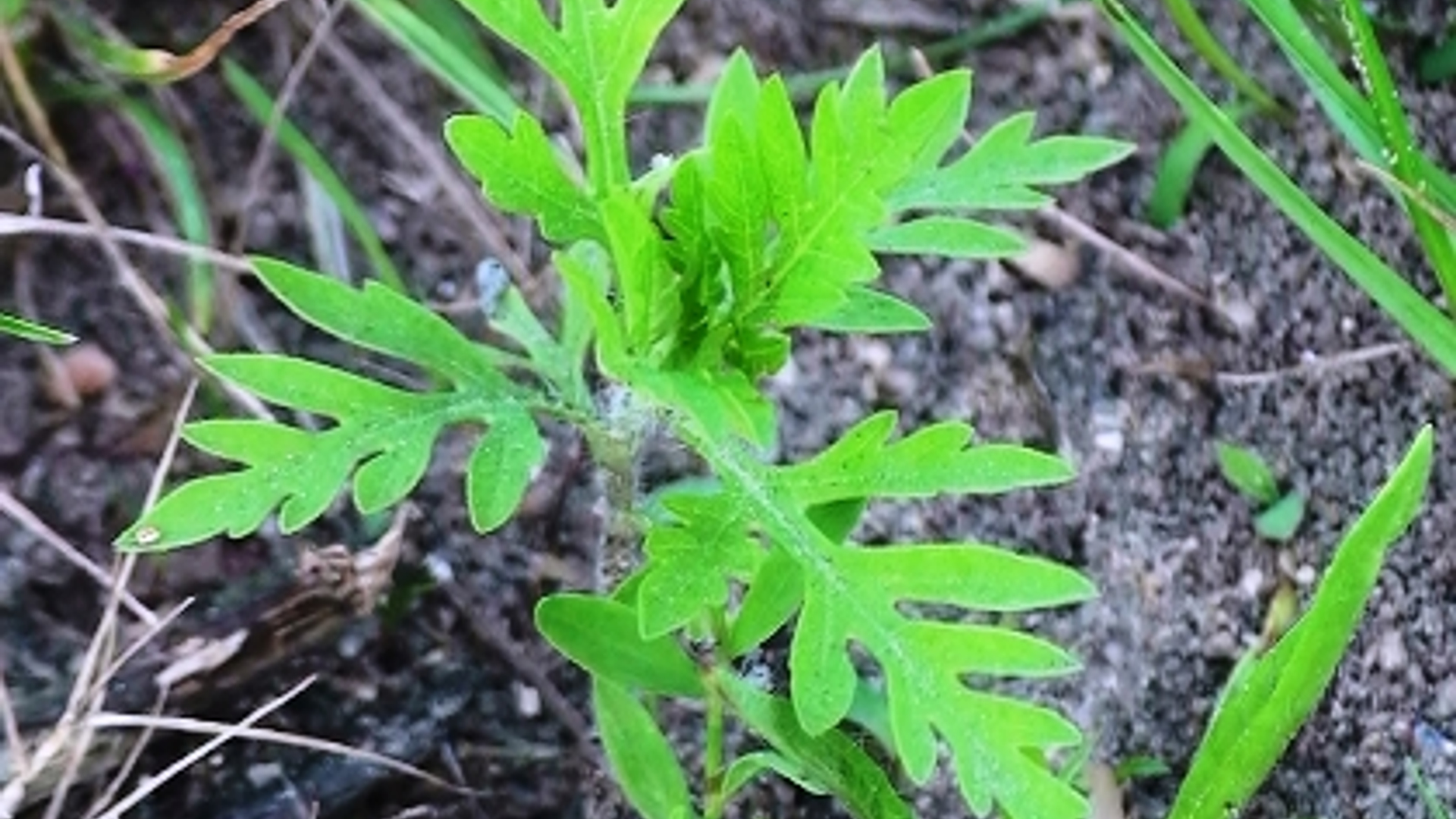 ambrosia_kiemplant.jpg