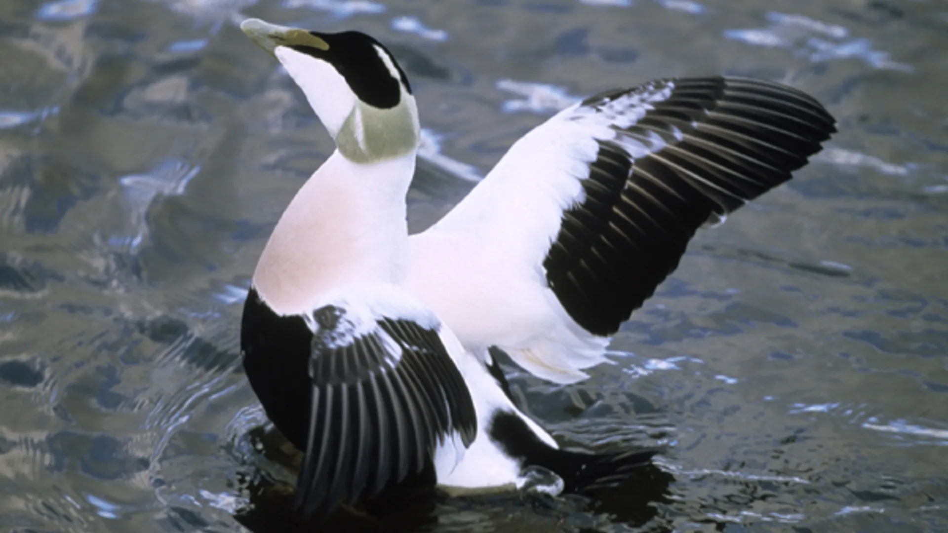 Eider_00320719_01.jpg
