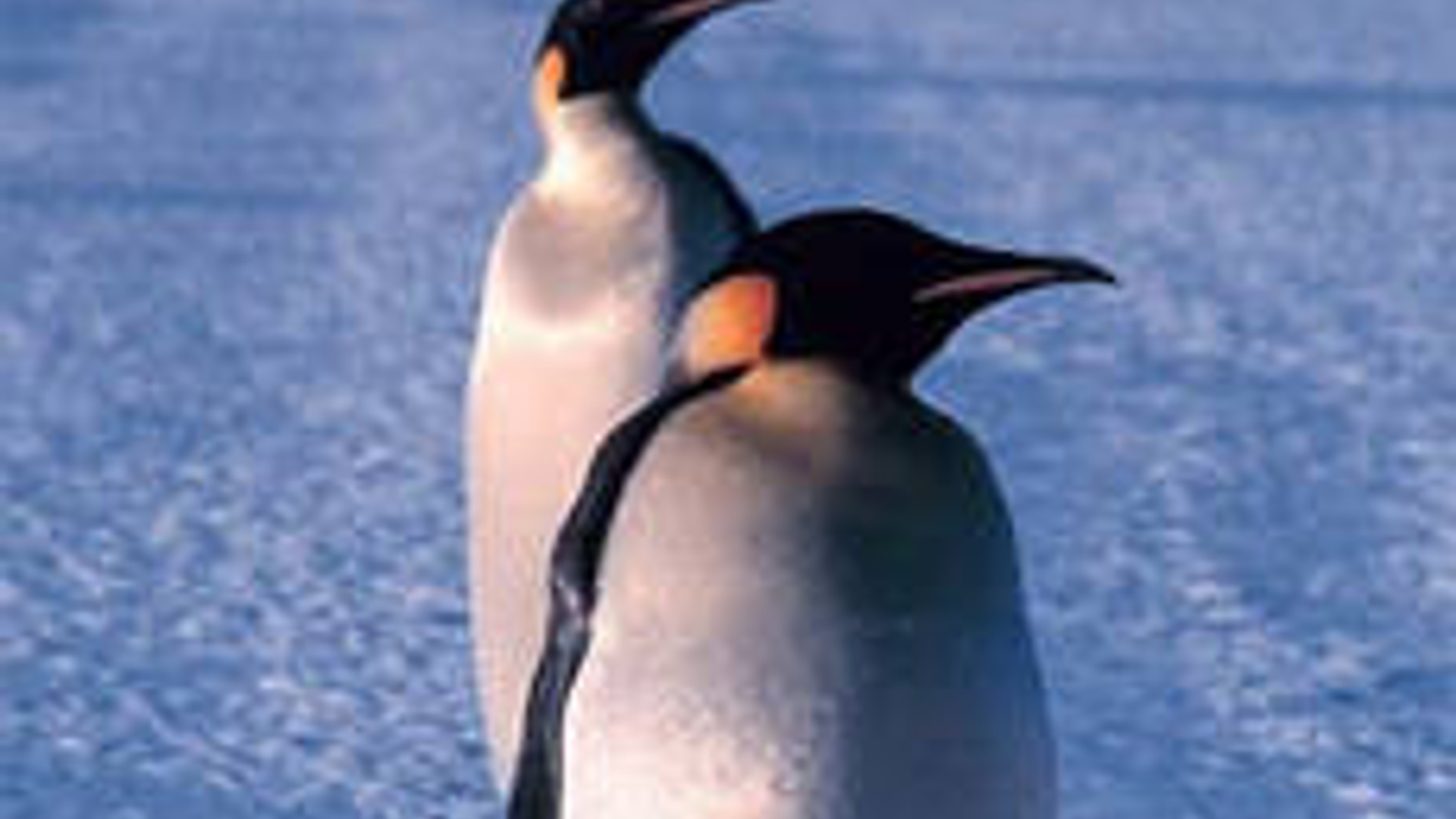 pinguin_08.jpg