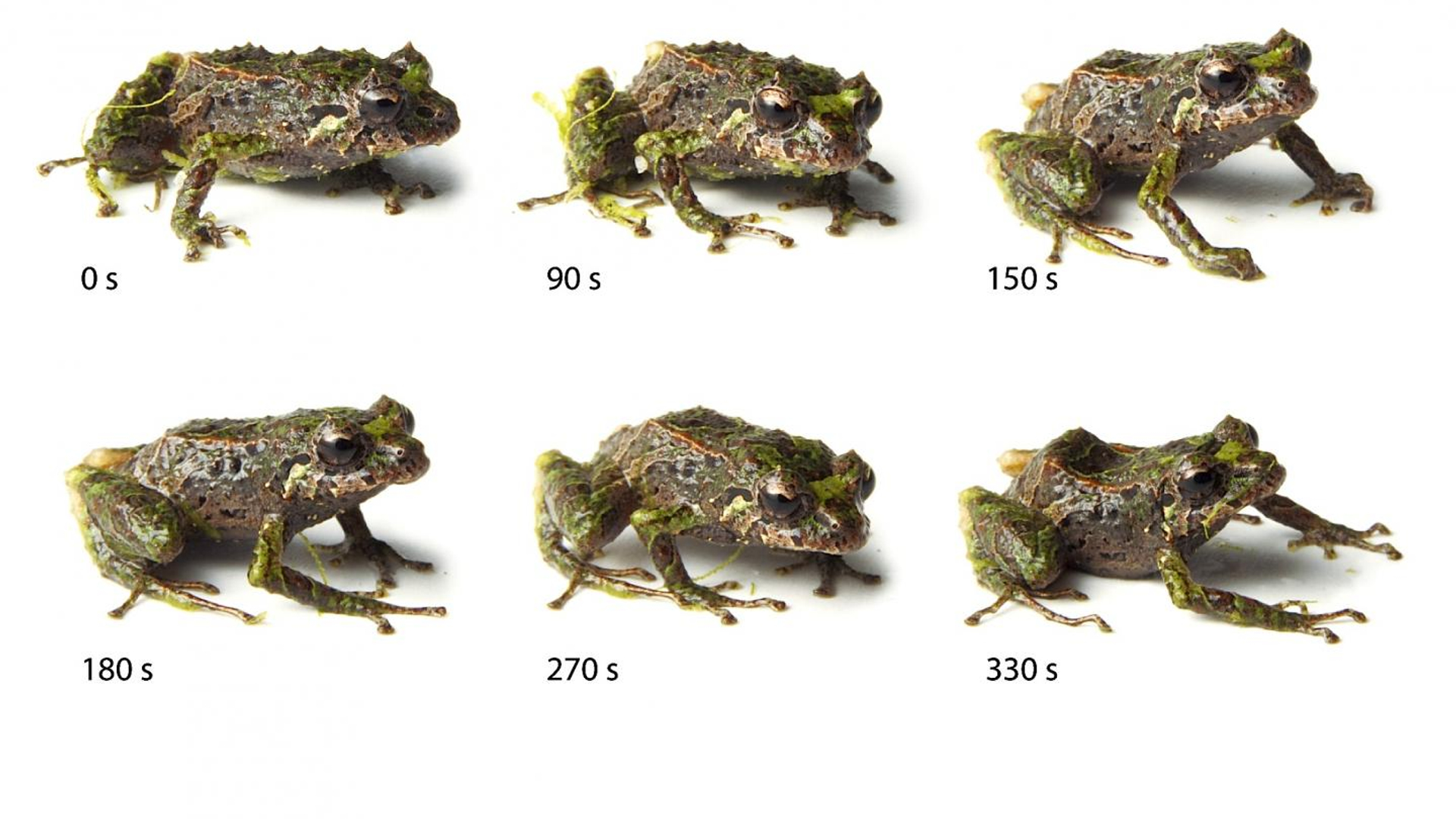 prismantismutabilis.jpg
