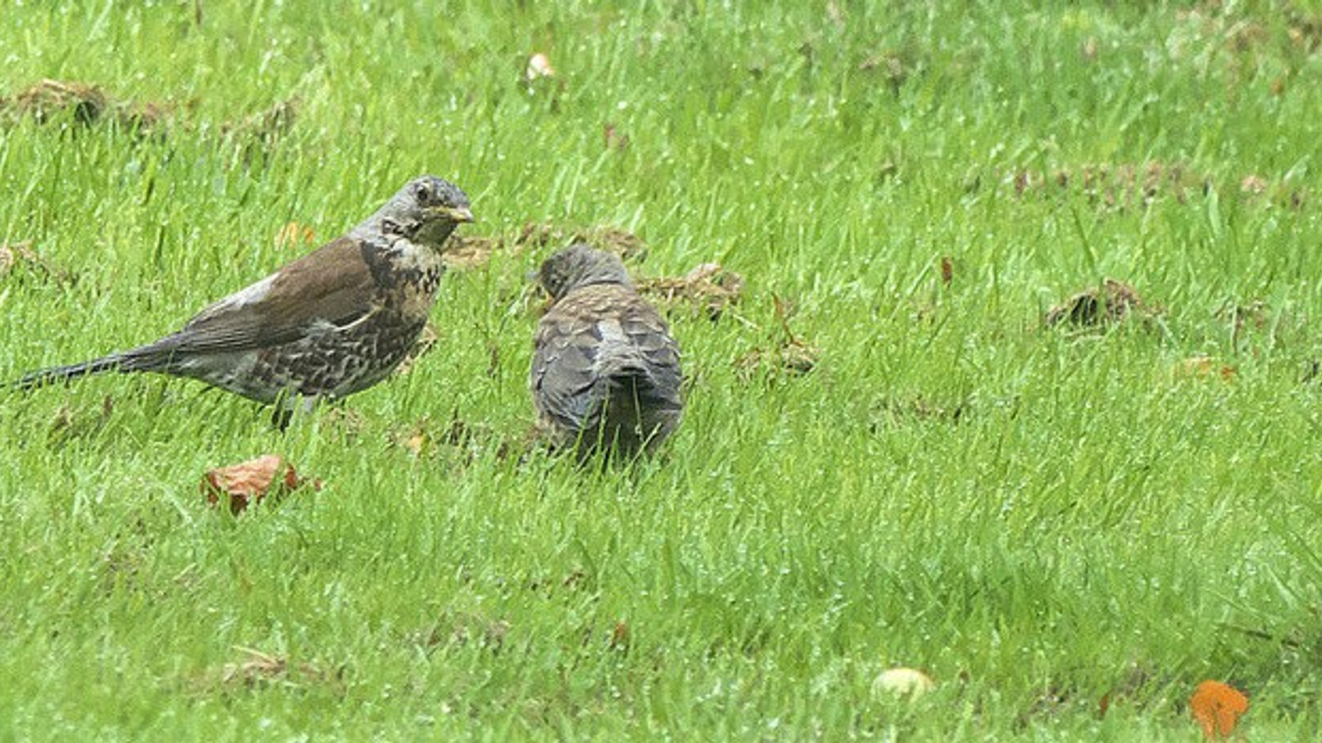 Kramsvogel met jong