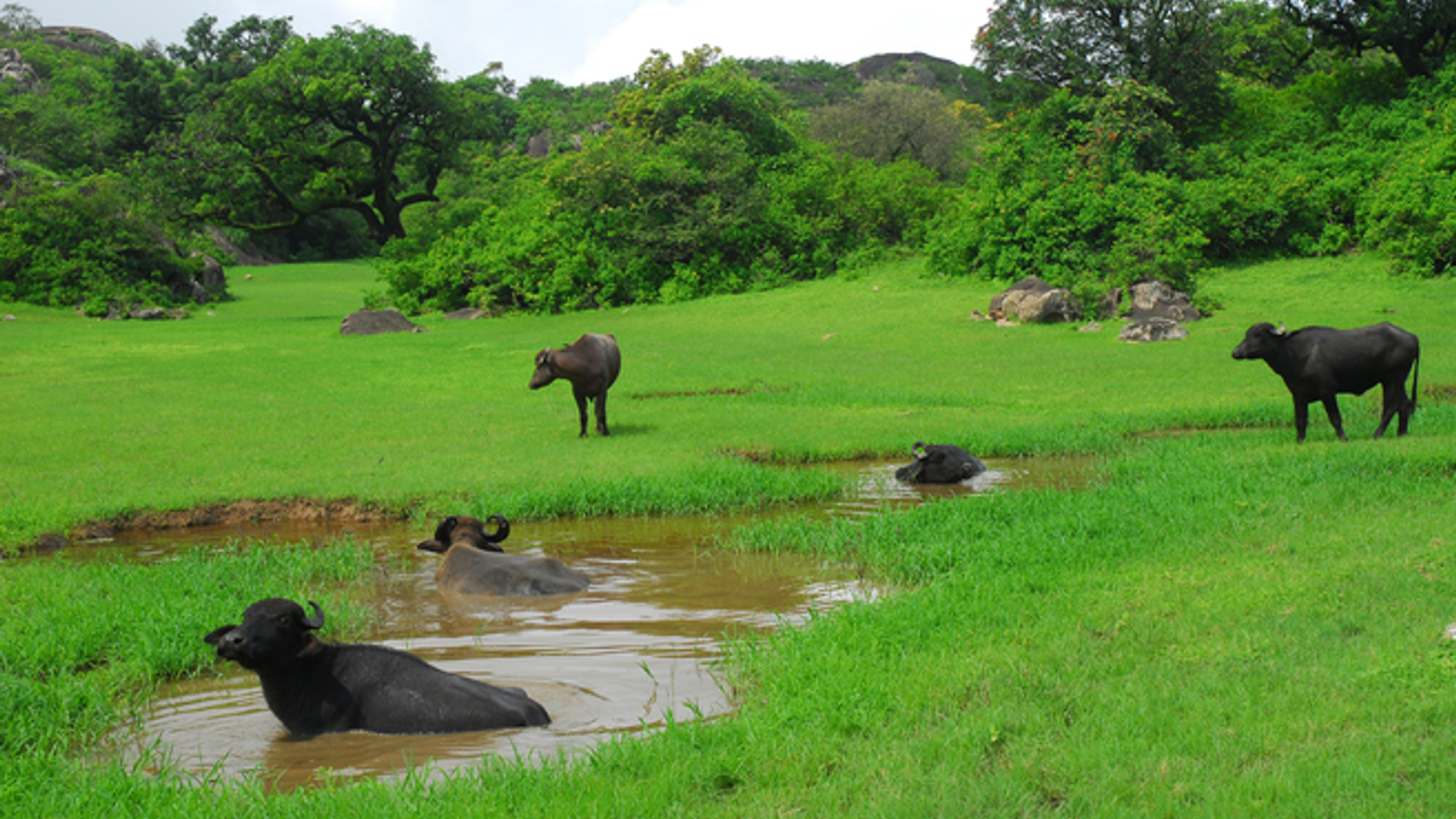 buffalos-in-water-1351265.jpg