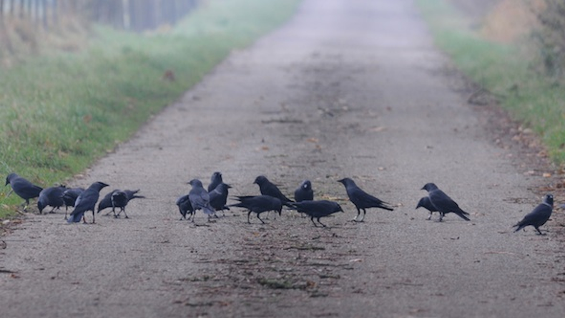 Kauwen bij Onnen