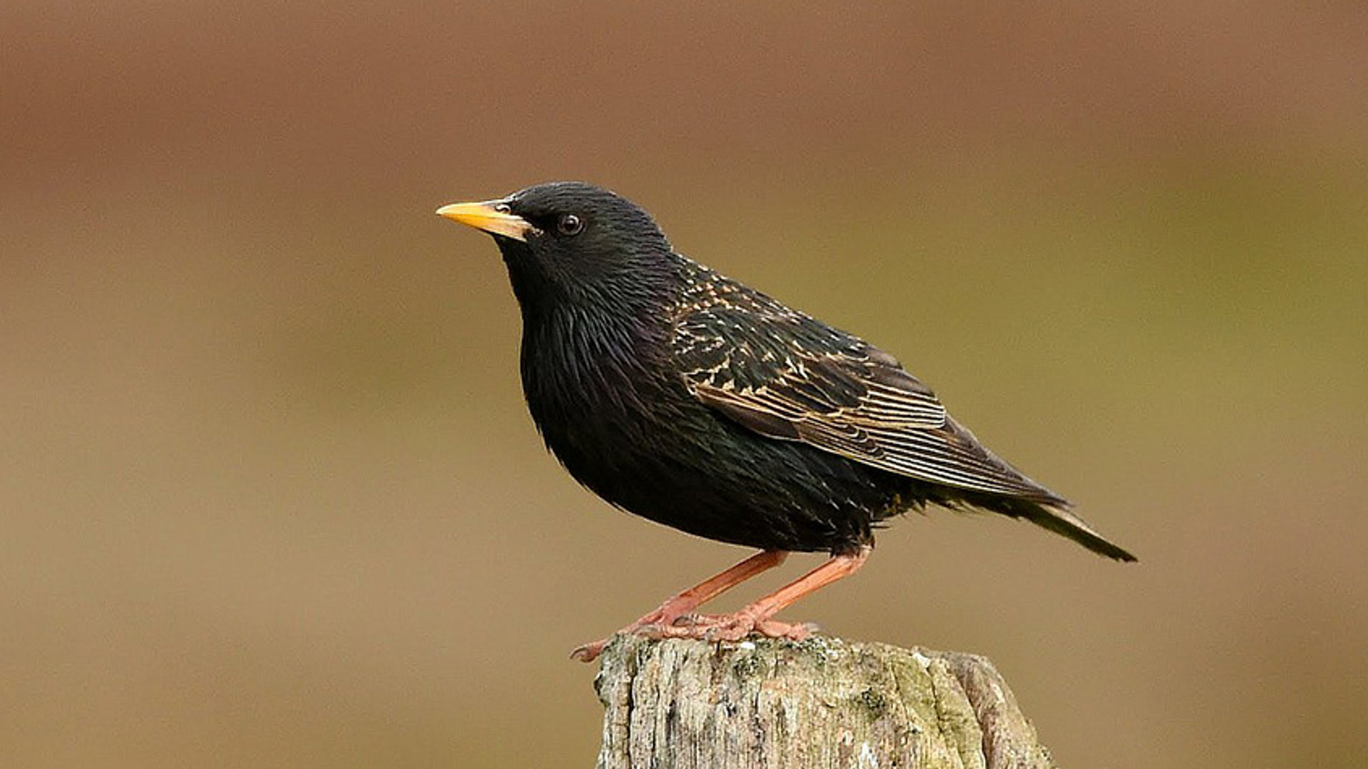 Spreeuw - cursus vogelzang