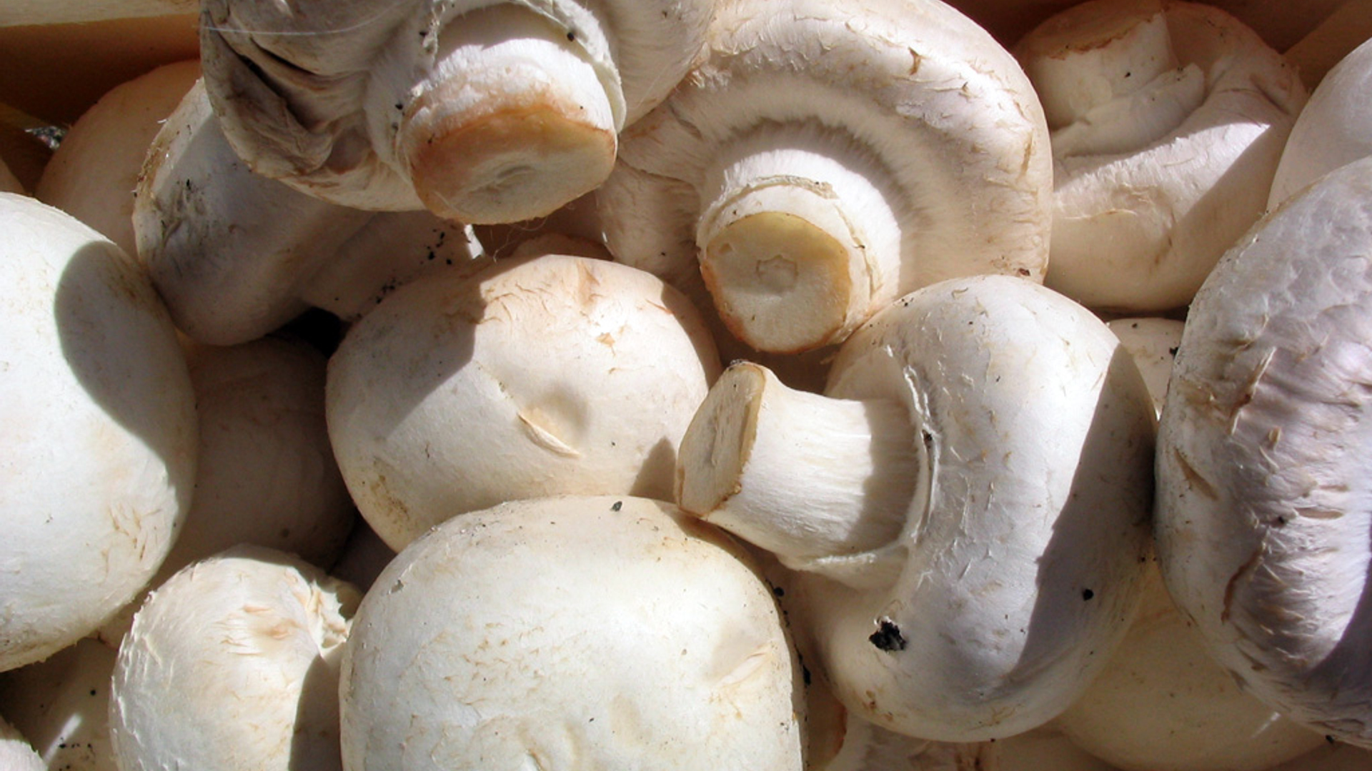 Champignons.jpg