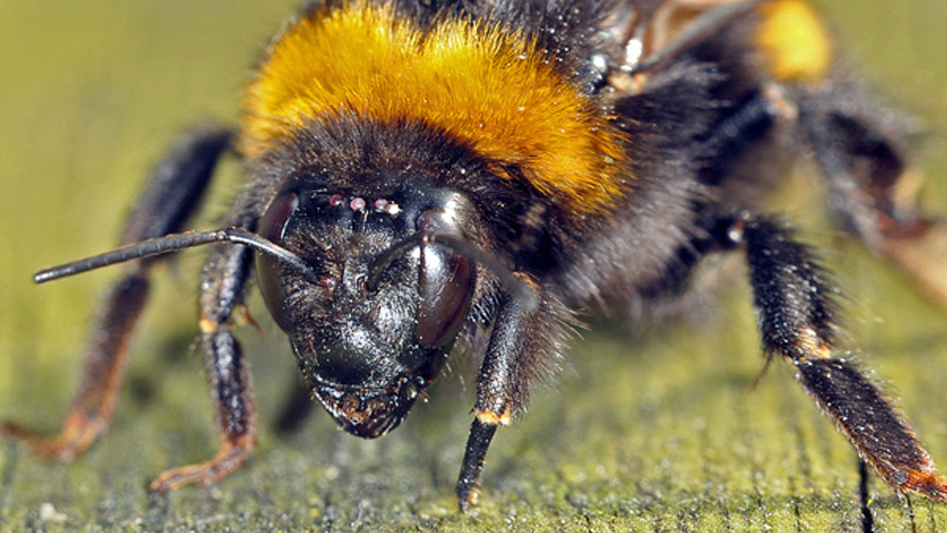 hommel_10.jpg