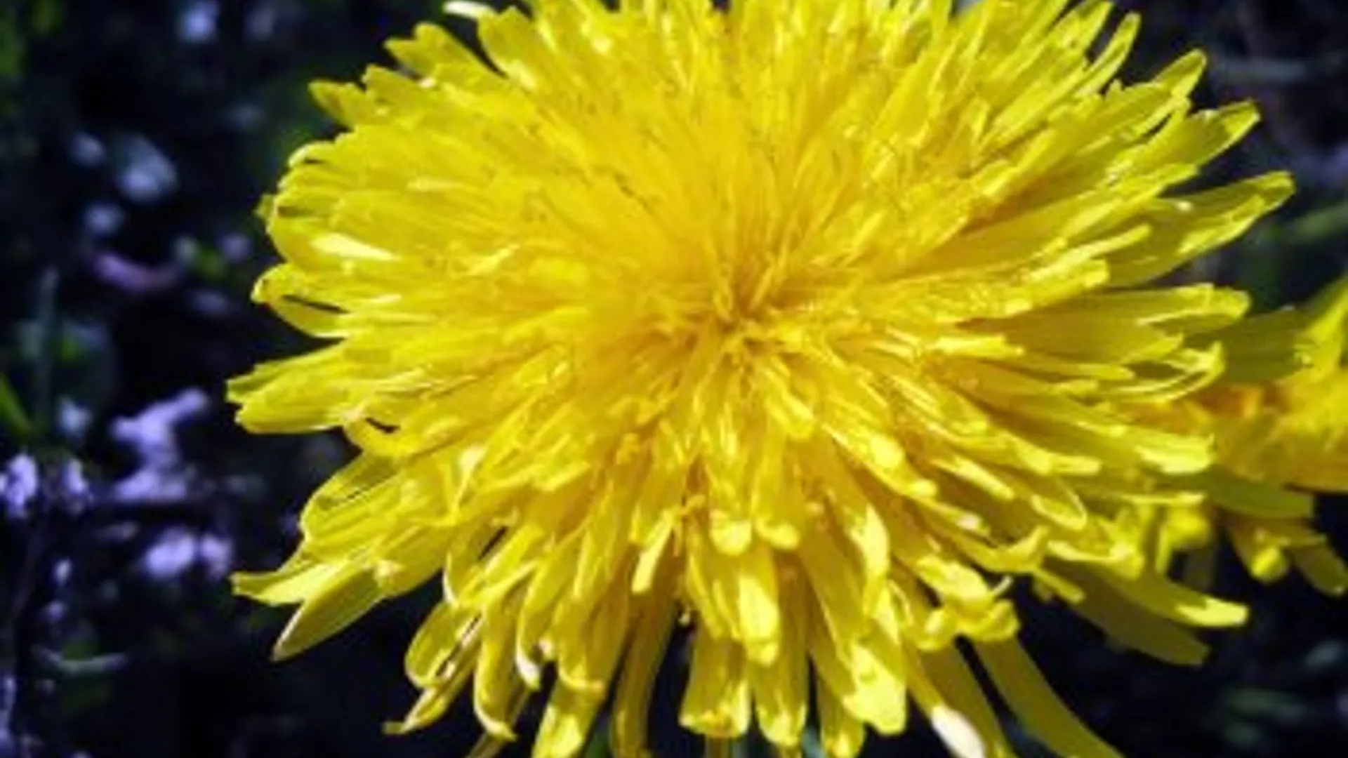 paardebloem.jpg