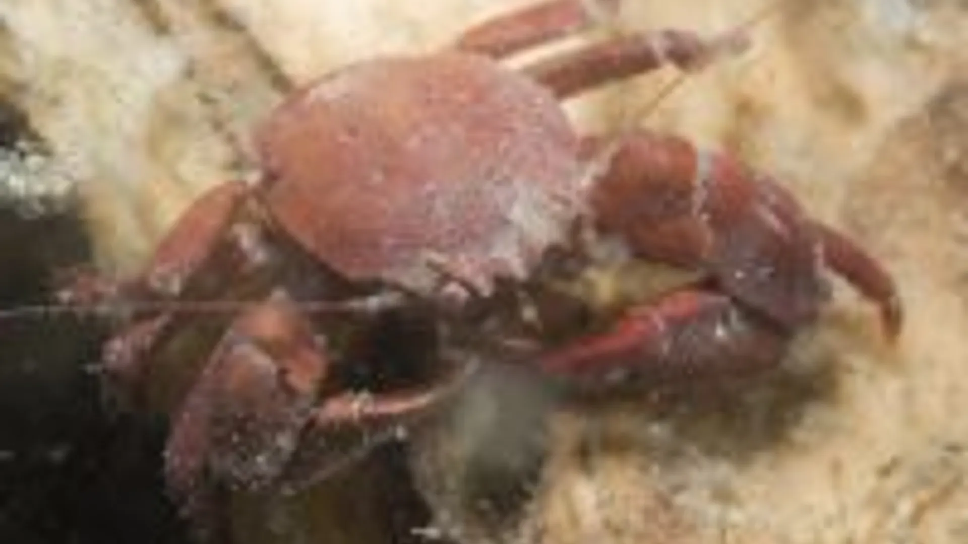 thumbnail_GewoonPorceleinkrab_PeterHvanBragt.jpg