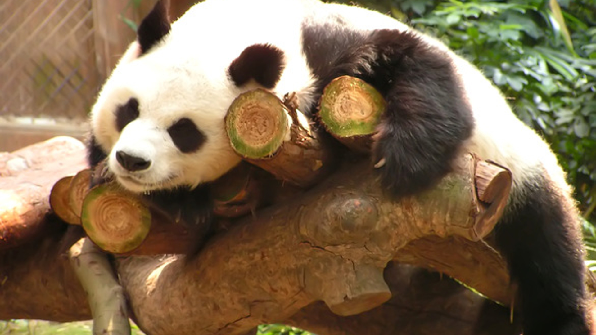 resting-panda-1553716.jpg