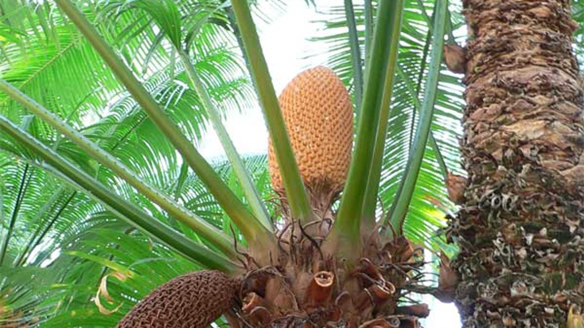 Cycas_circinalis.jpg