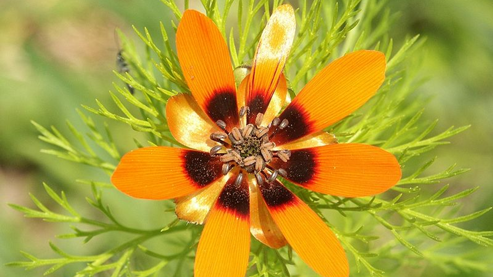 800px-Adonis_aestivalis_150504.jpg