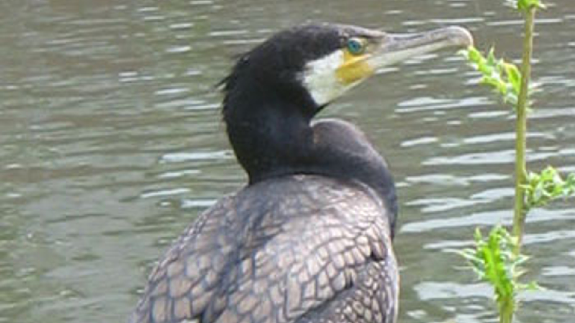 aalscholver_07.jpg
