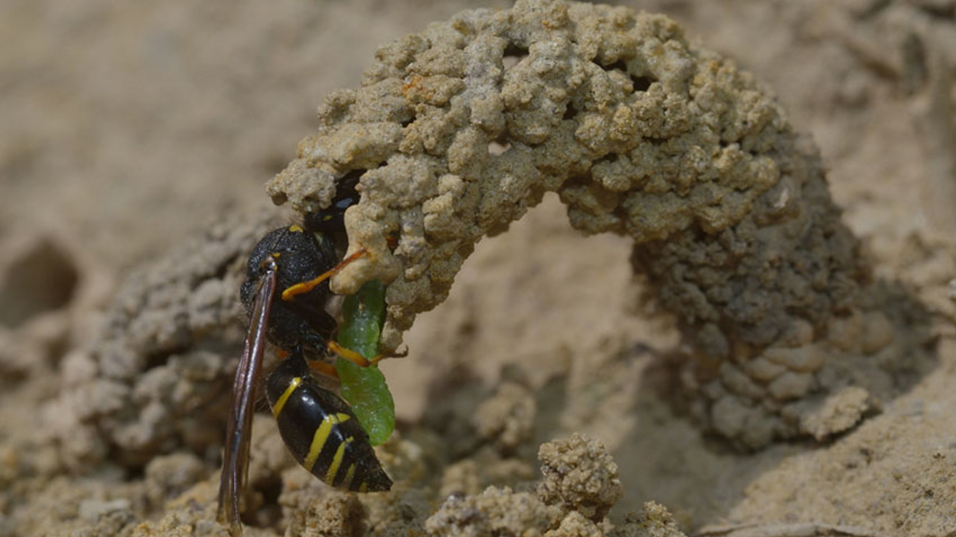 Gewone schoorsteenwesp - Fotograaf: janwijn