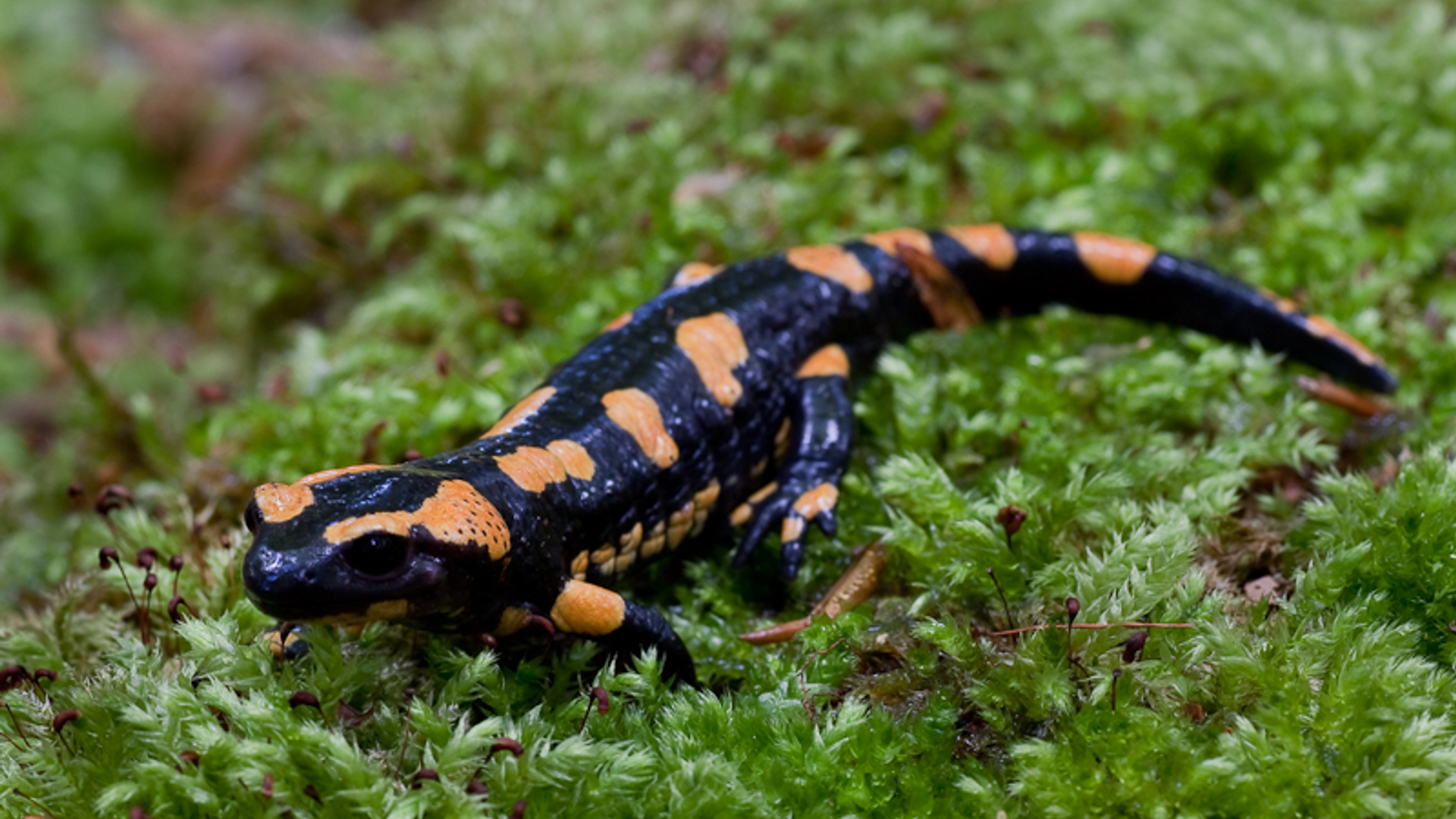 vuursalamander_06.jpg