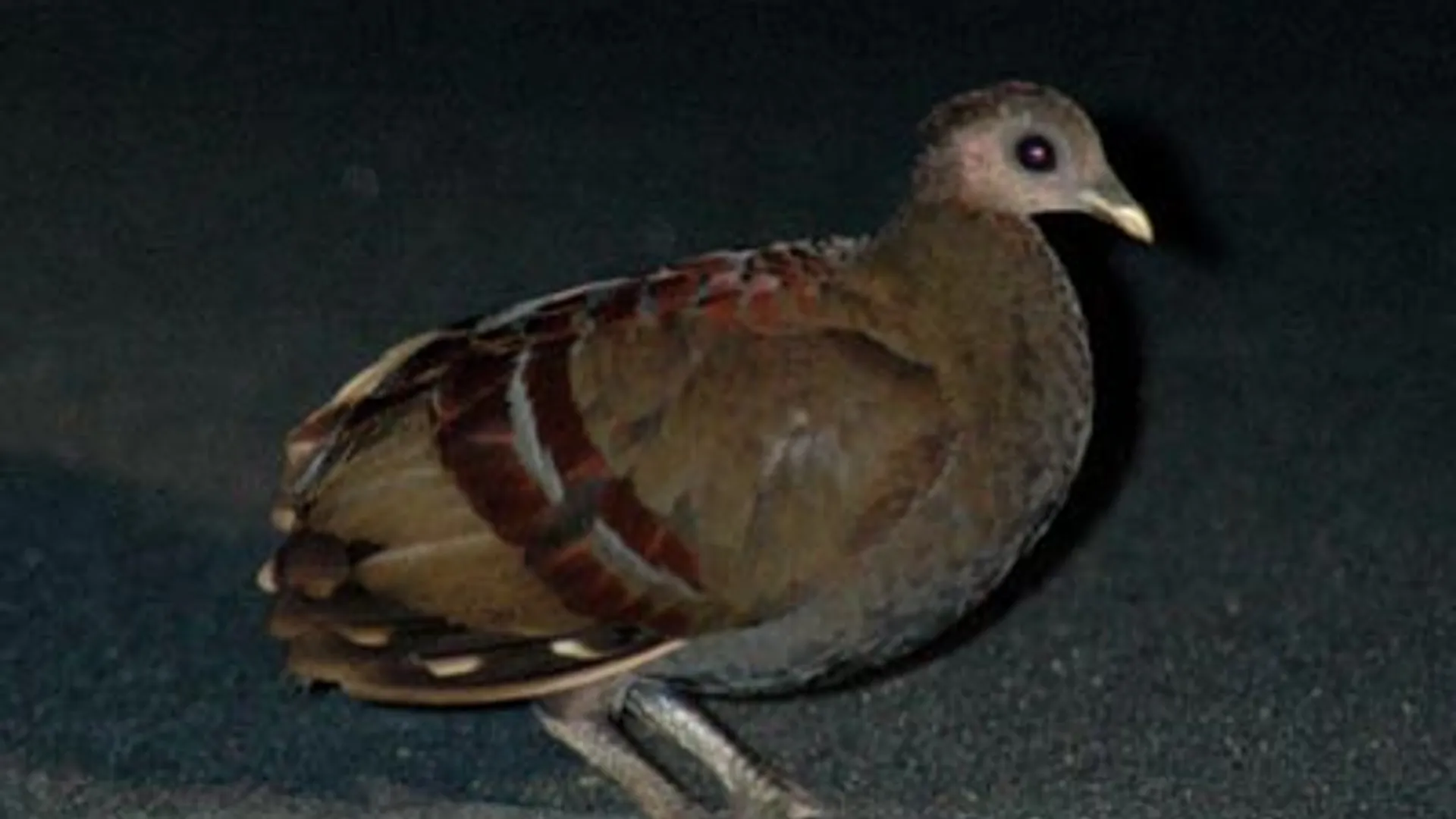 Moluccan_scrubfowl.jpg