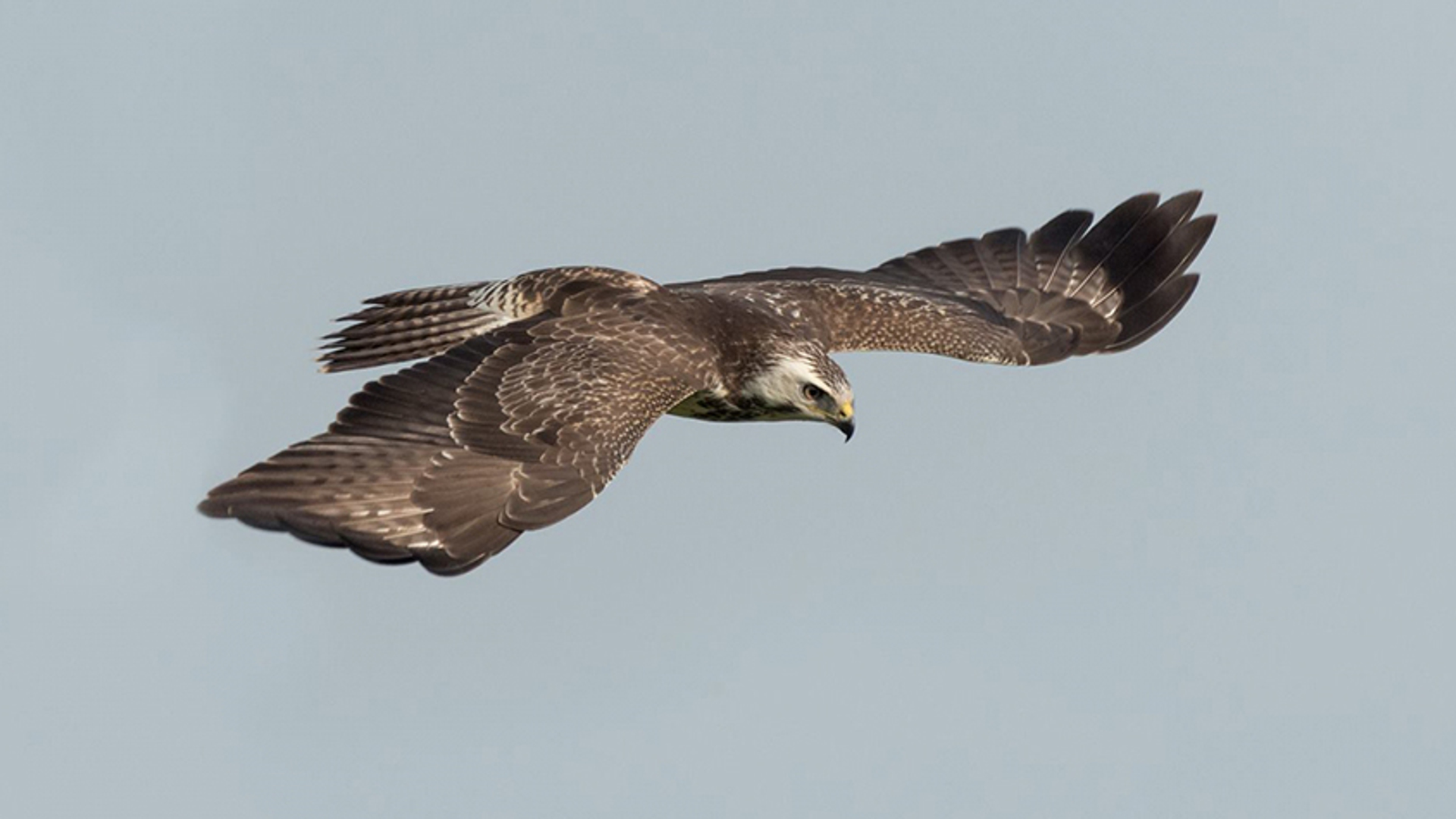 buizerd