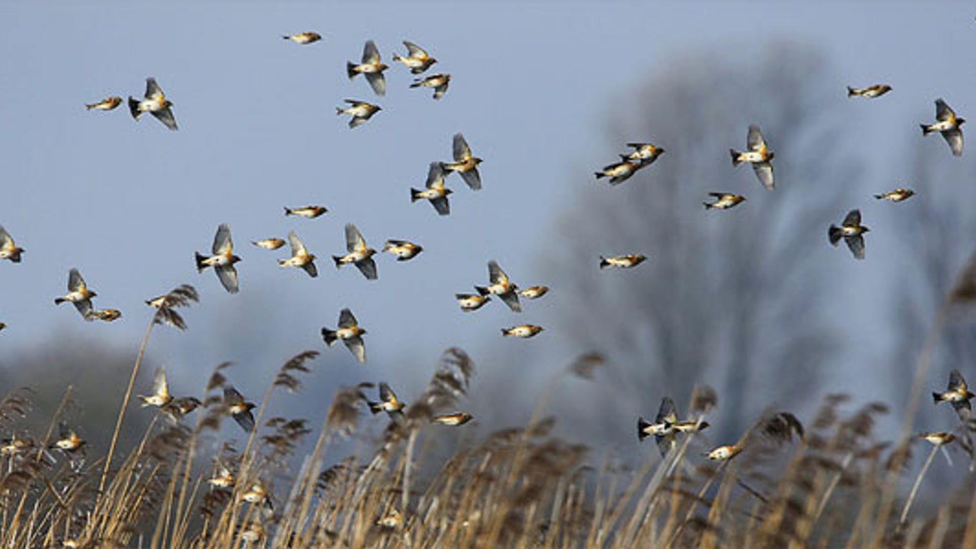 trekvogels-2