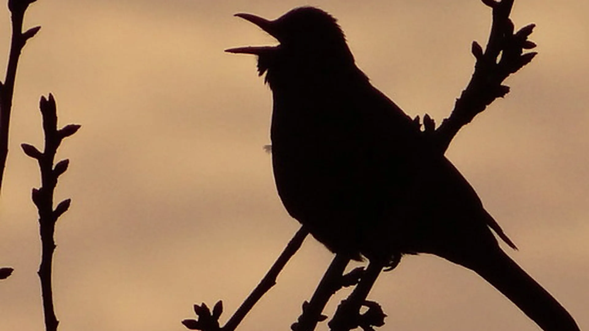 merel_van_vogelspotter_verkleind_72.jpg