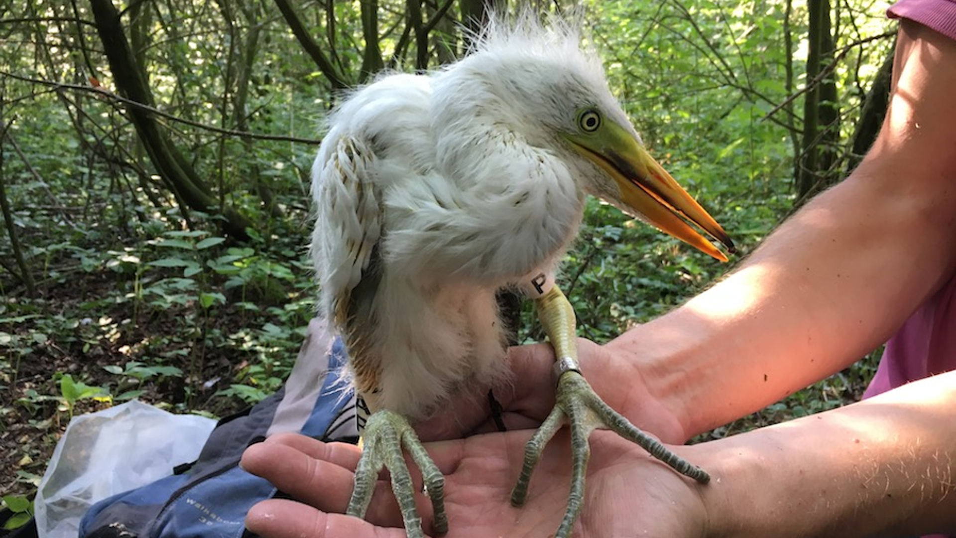 grote_zilverreiger_jong