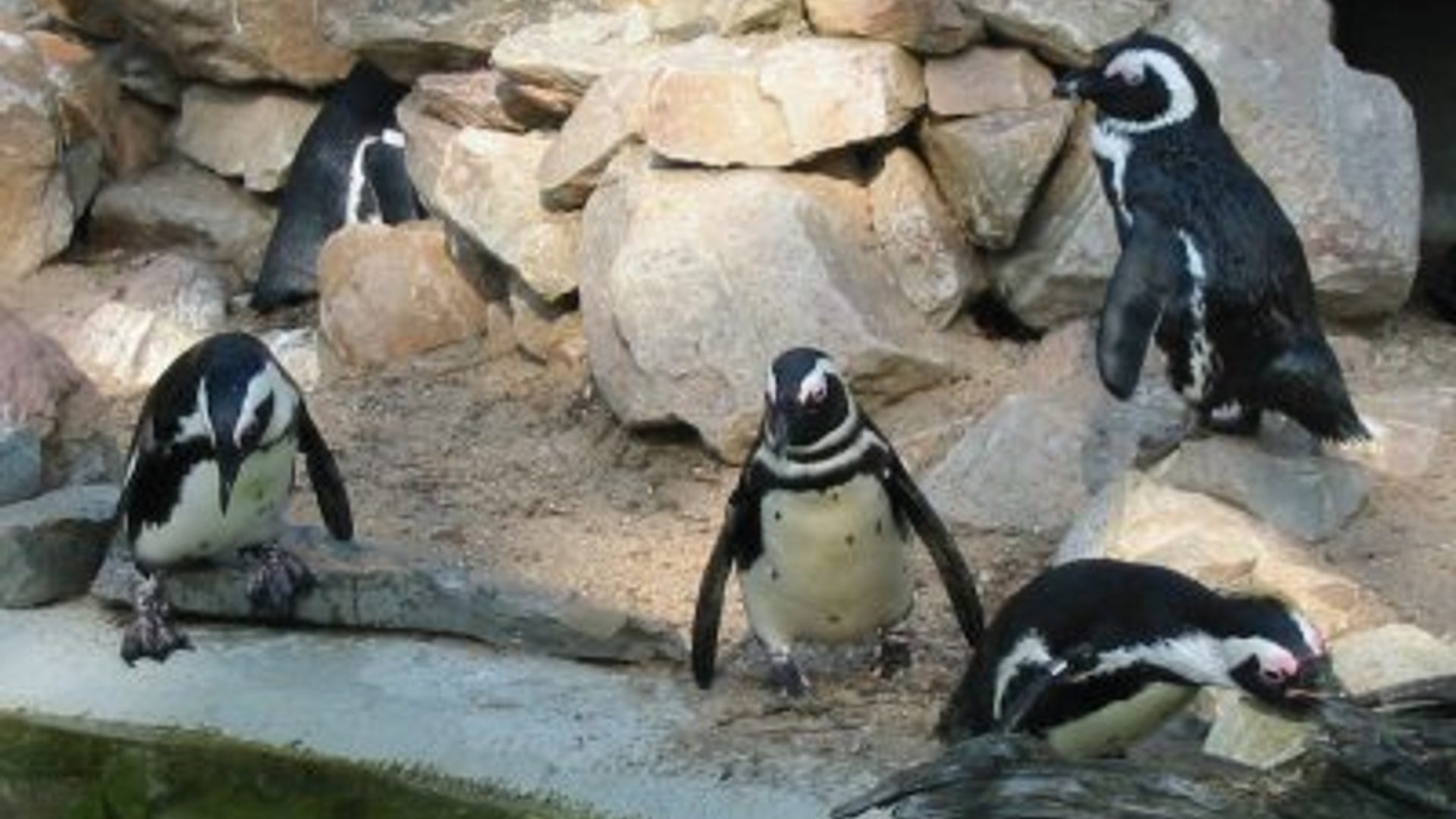 zwartvoetpinguins.jpg