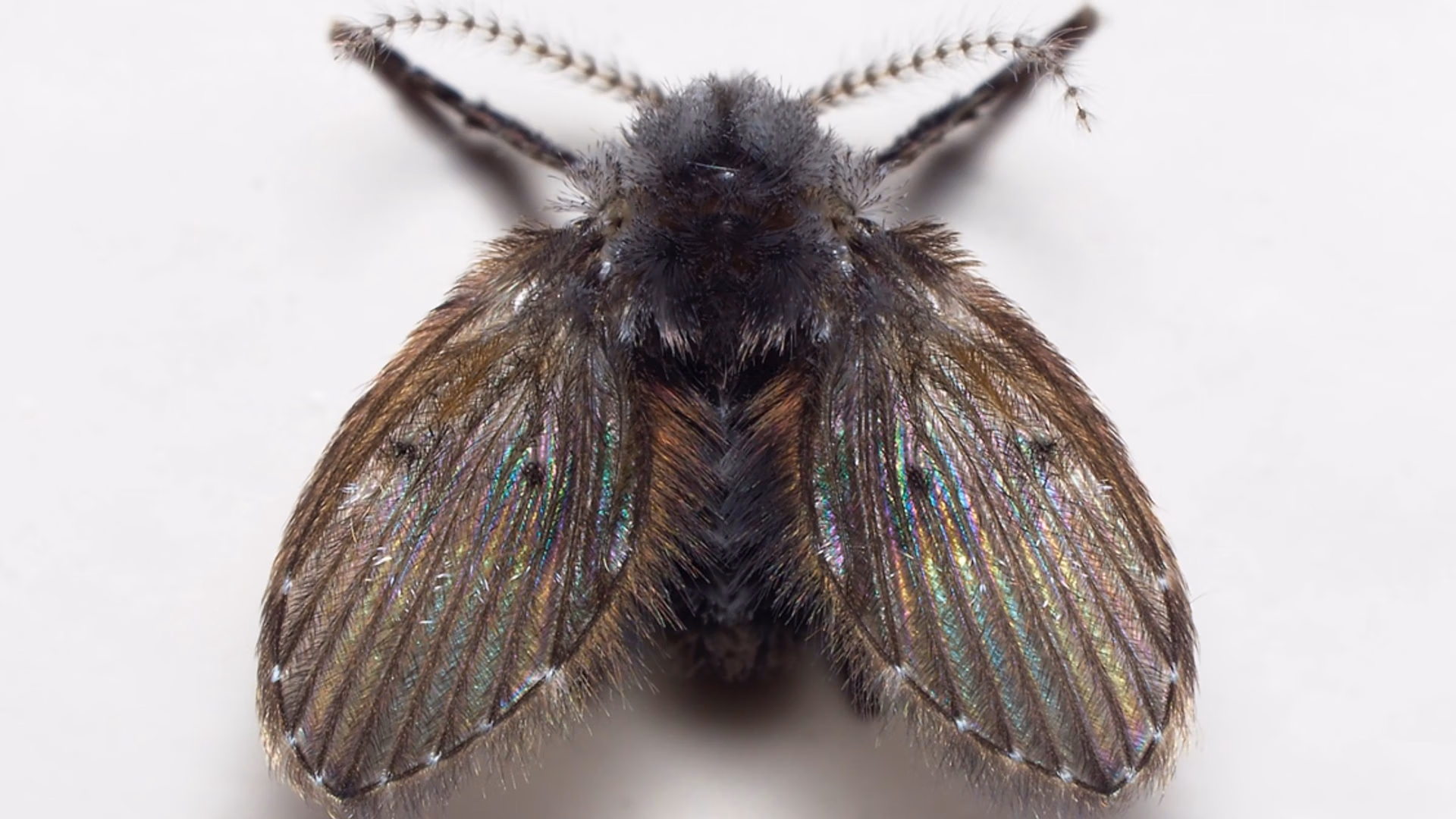foto Peter Koomen_wcmotmug_Clogmia_albipunctata CROP