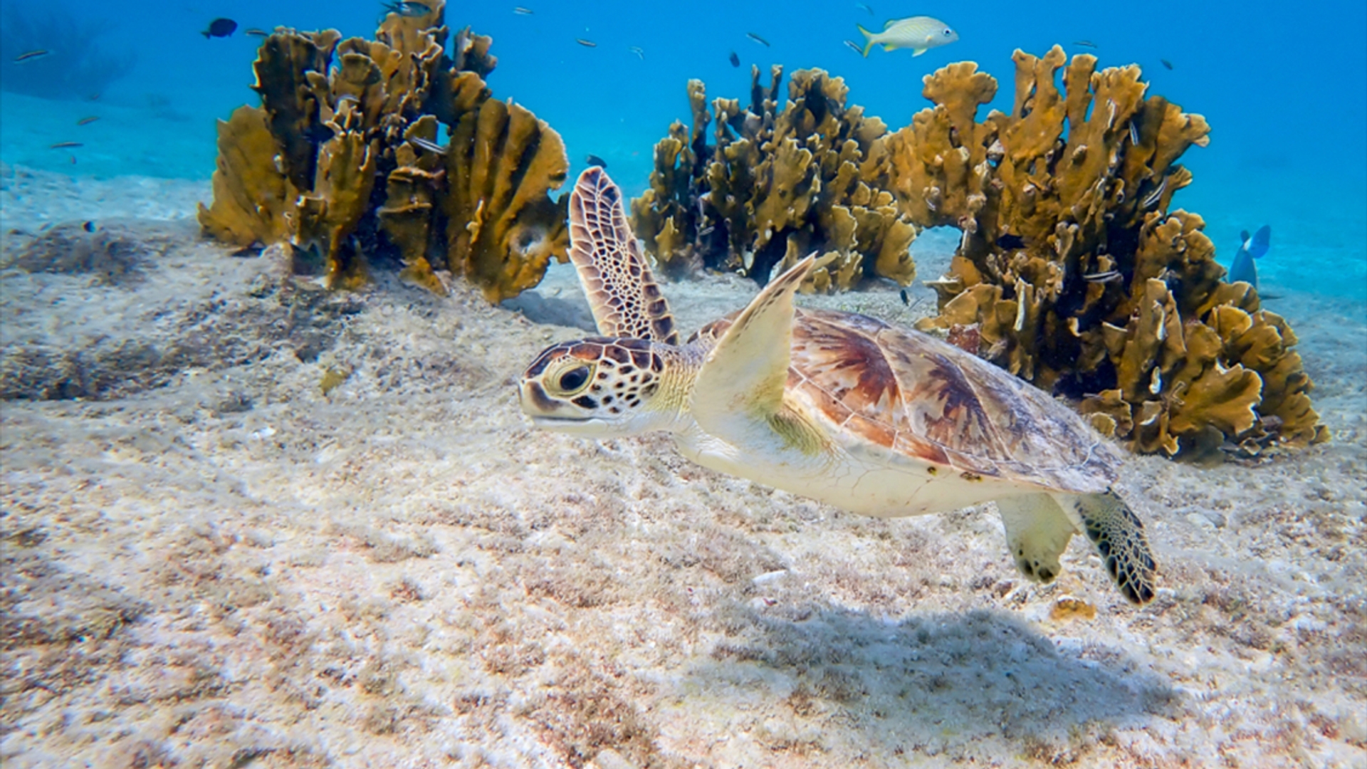 Zeeschildpad Bonaire door Amanda Blom bewerkt