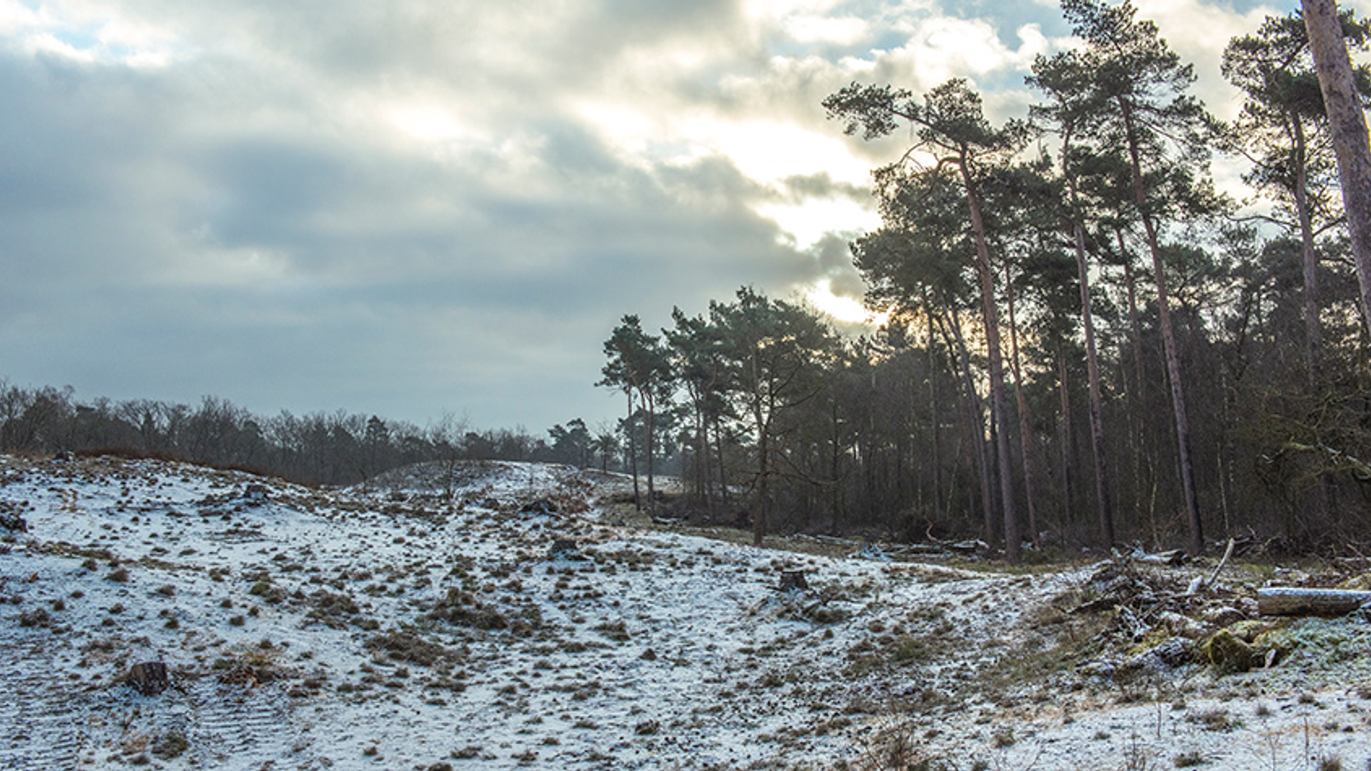 Landschap Maasduinen2